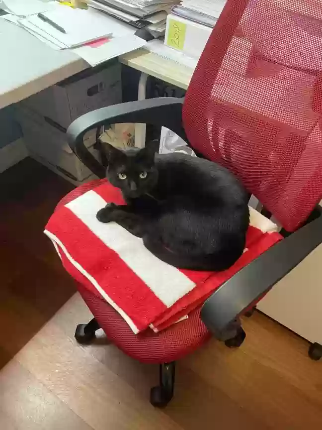 adoptable Cat in West Palm Beach,FL named Kitty (Stinky Meatball)