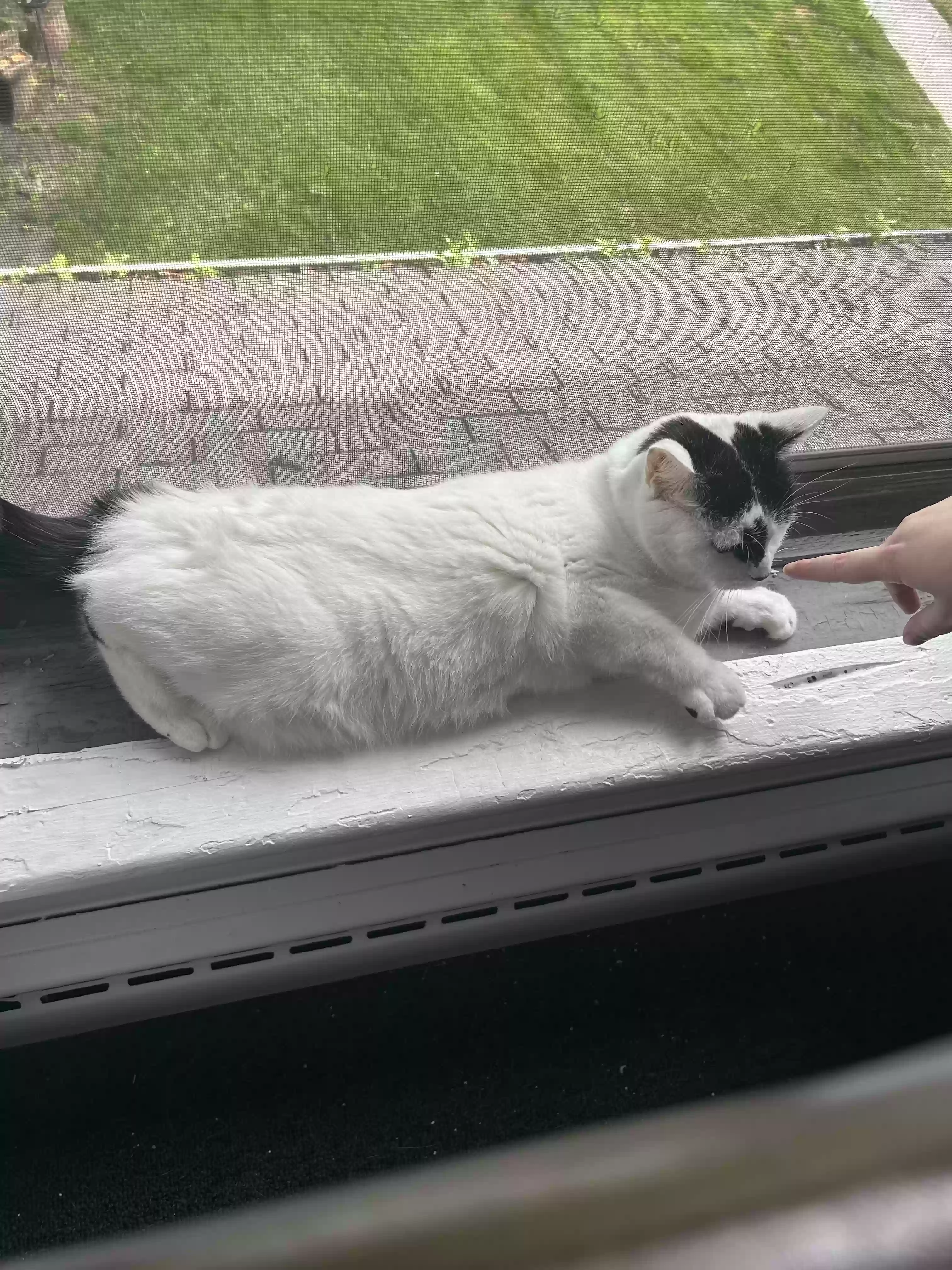 adoptable Cat in Port Huron,MI named Stella