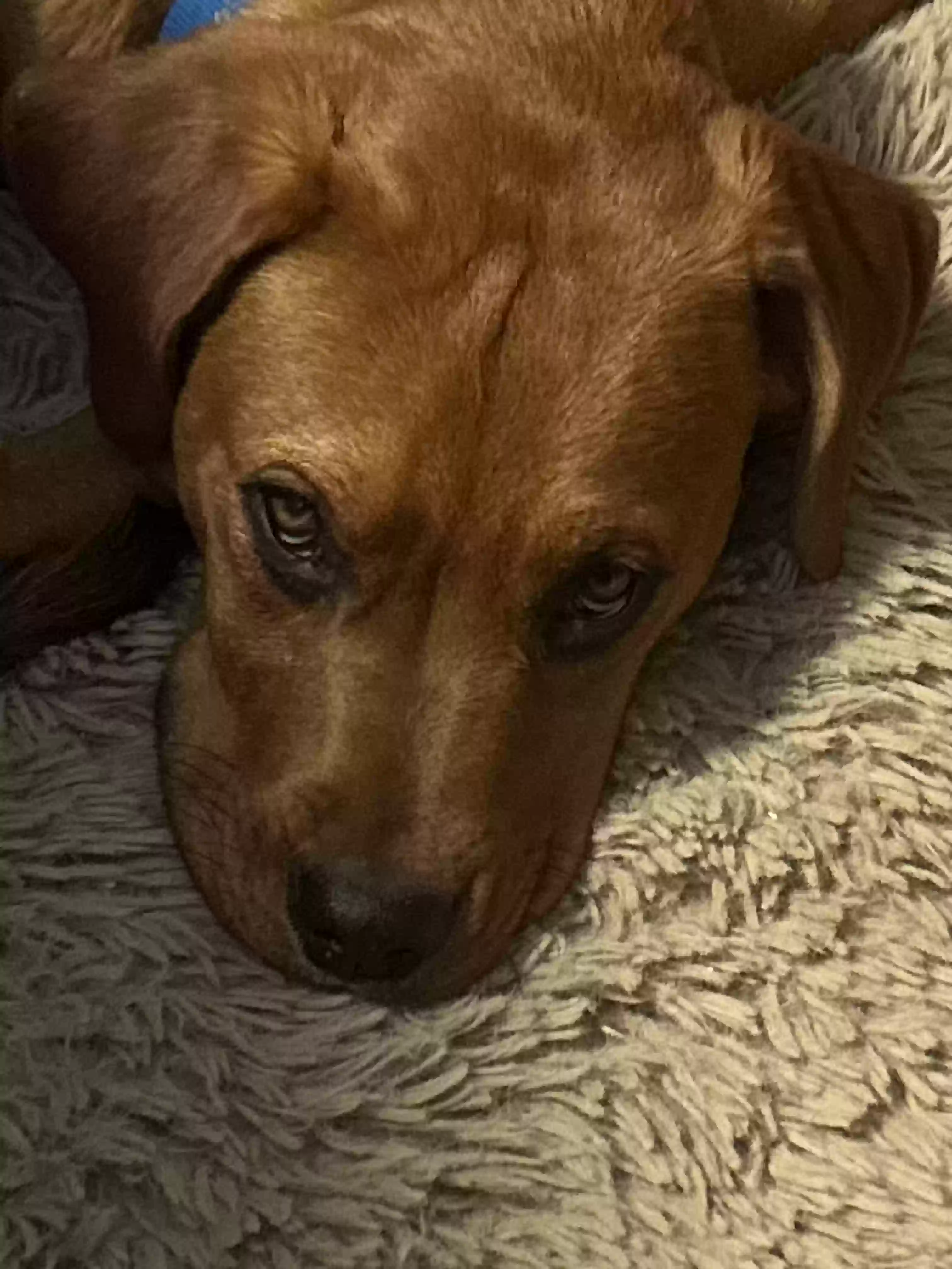 adoptable Dog in Antioch,CA named Missy