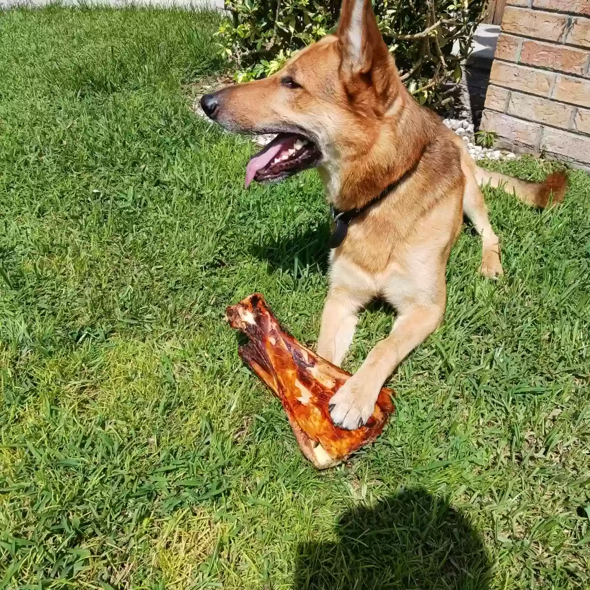 adoptable Dog in Lake Worth,FL named Rock