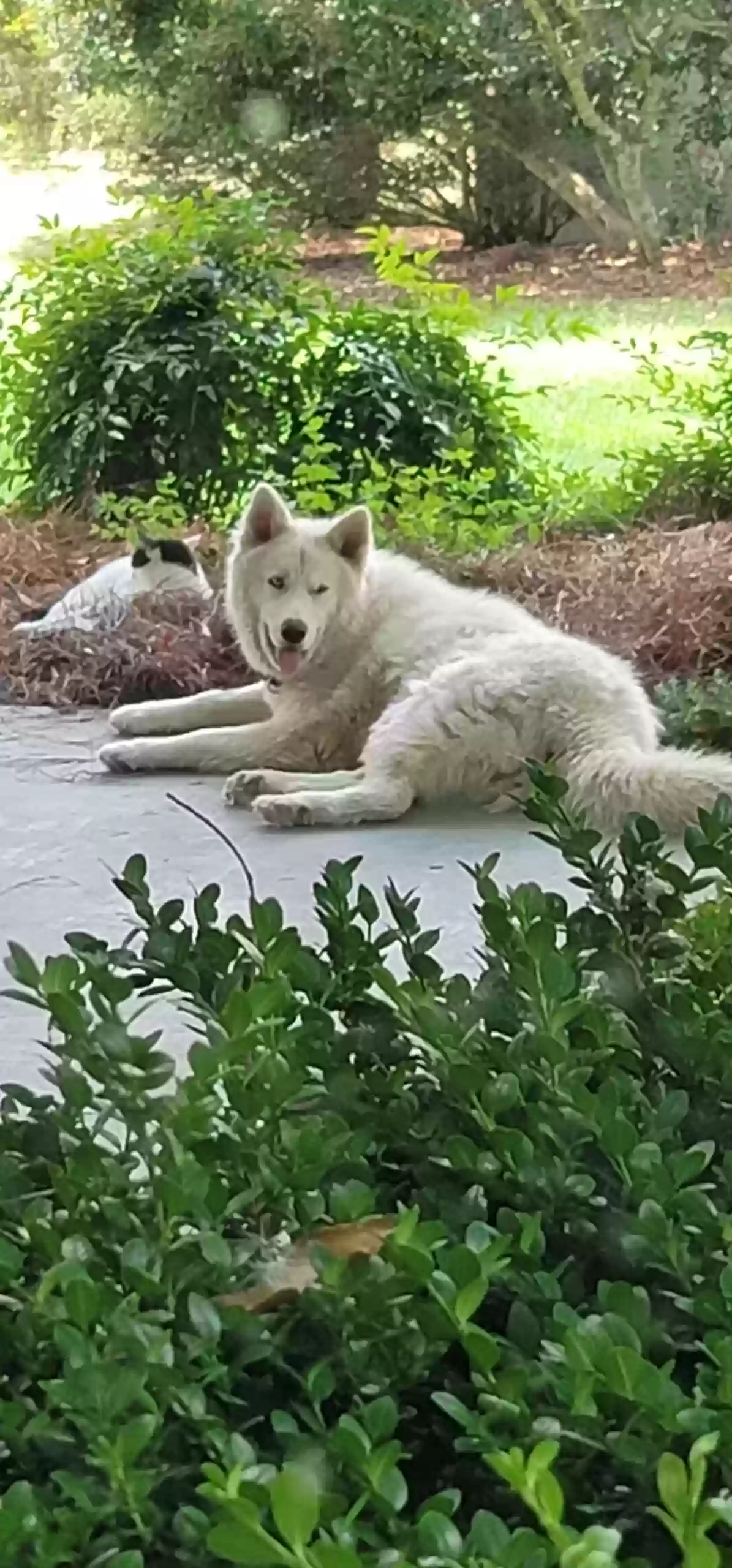 adoptable Dog in Slocomb,AL named Sheera