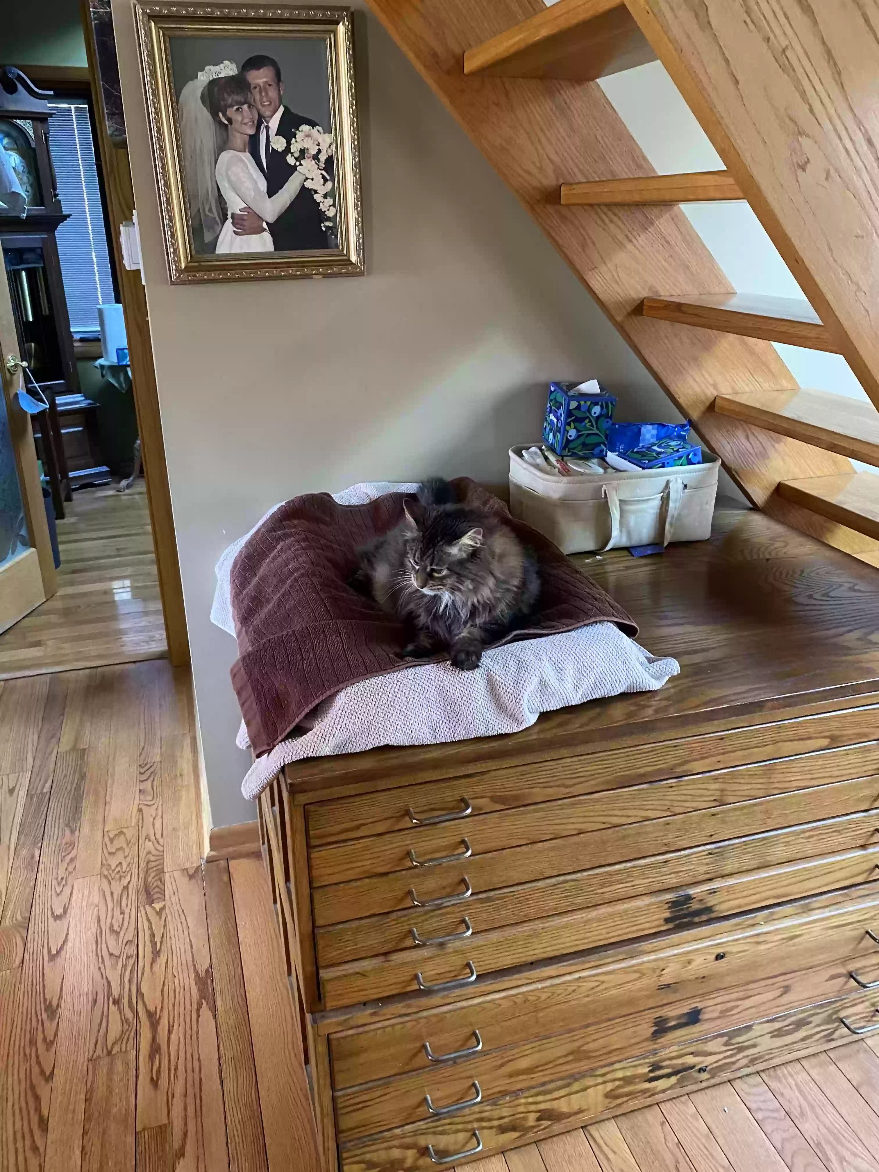 adoptable Cat in Wauconda,IL named Shadow
