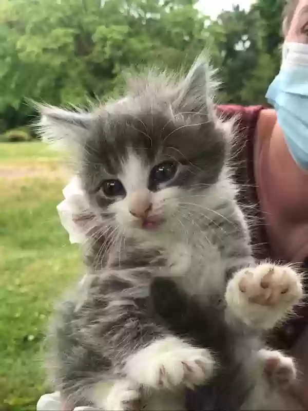 adoptable Cat in Hickory,NC named