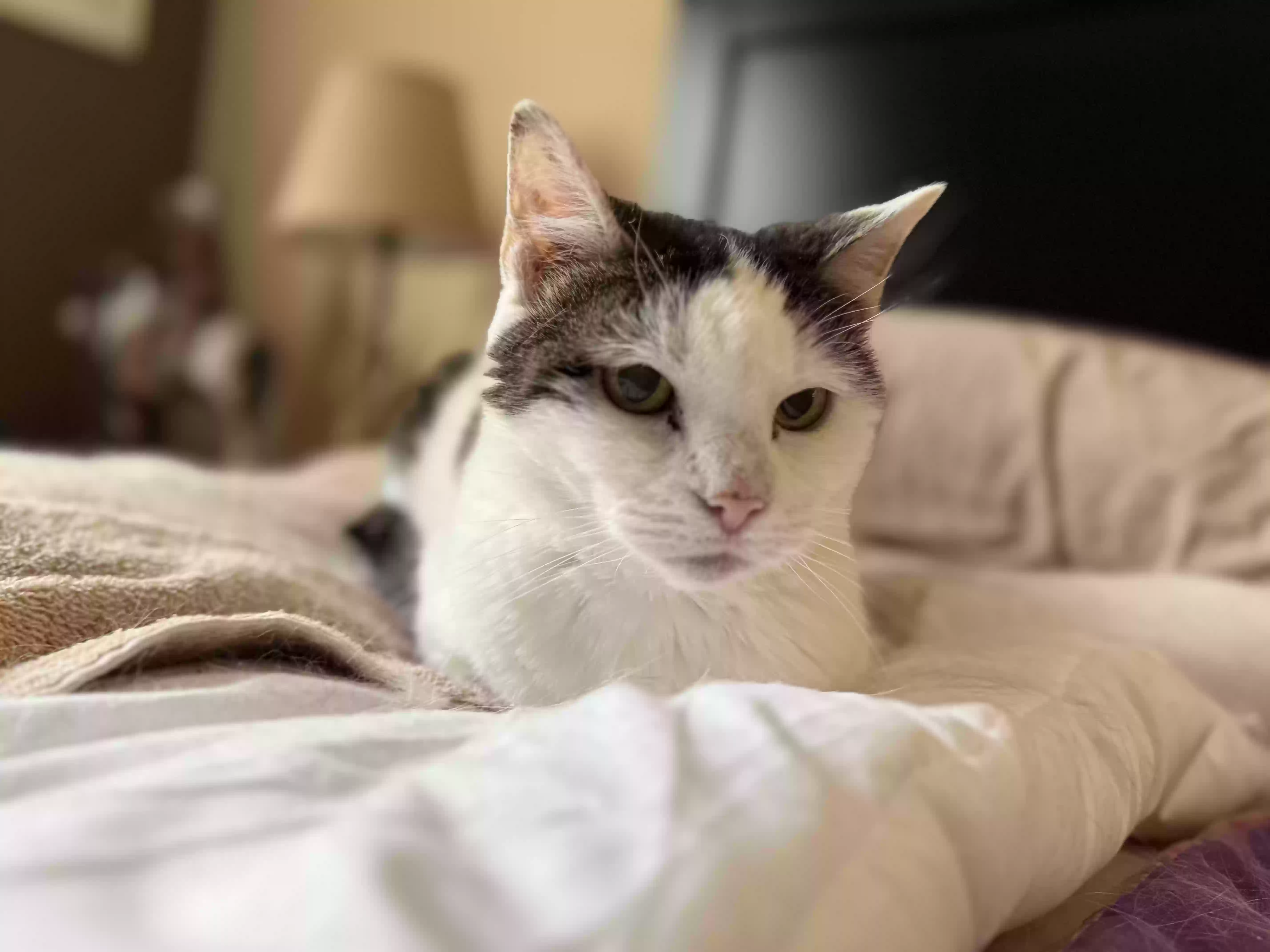 adoptable Cat in Manchester Township,NJ named Shaina