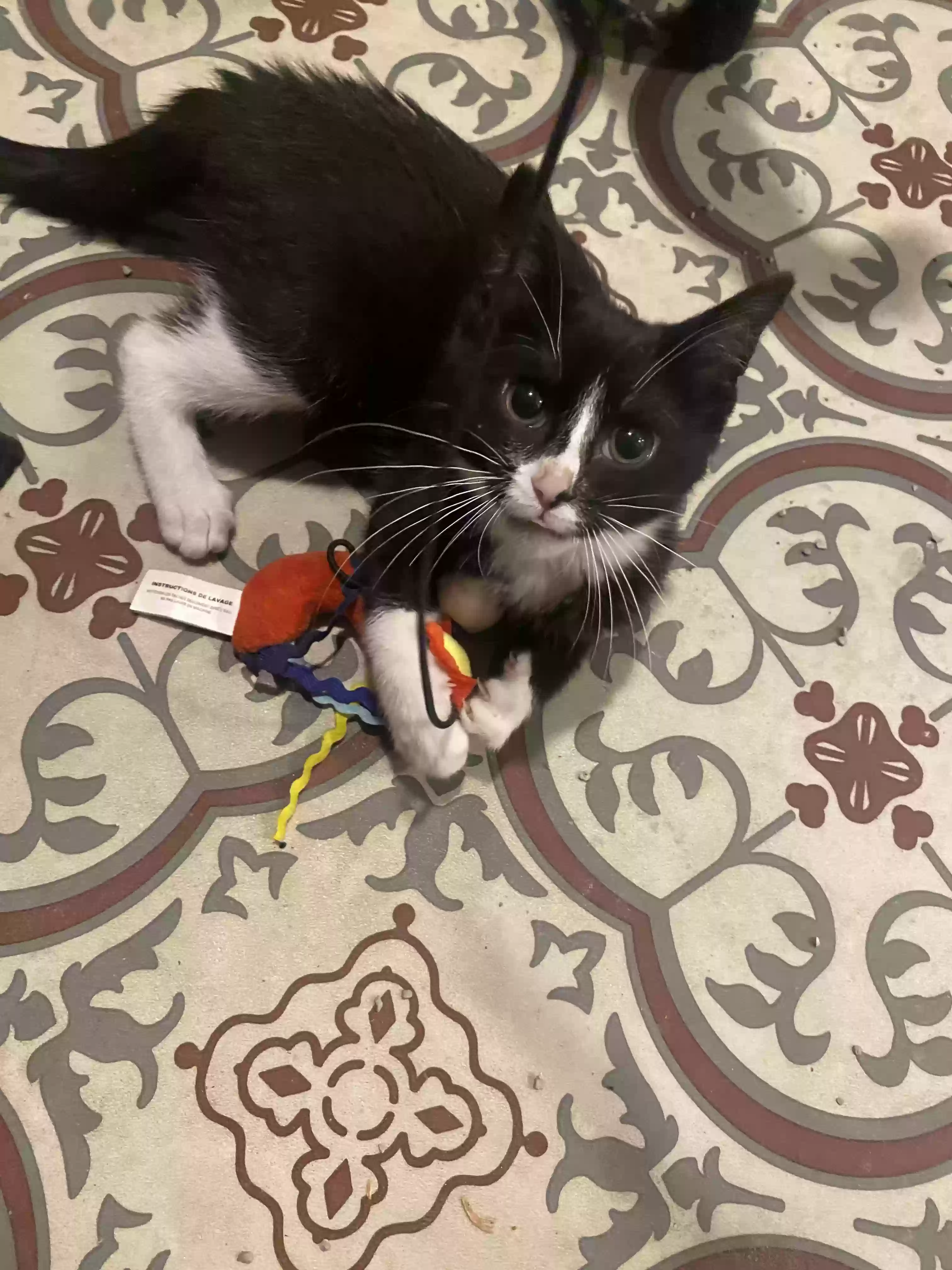 adoptable Cat in Port Huron,MI named 