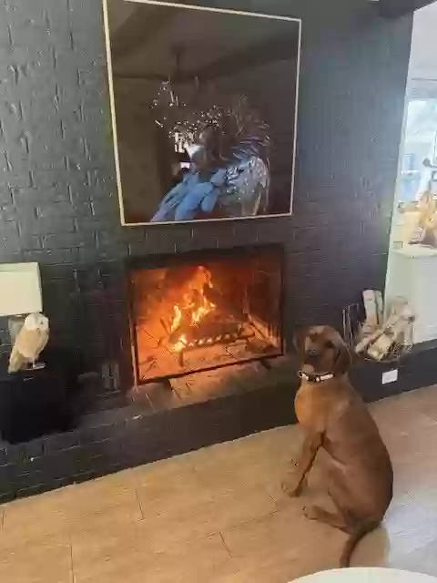 adoptable Dog in Austin,TX named Copper