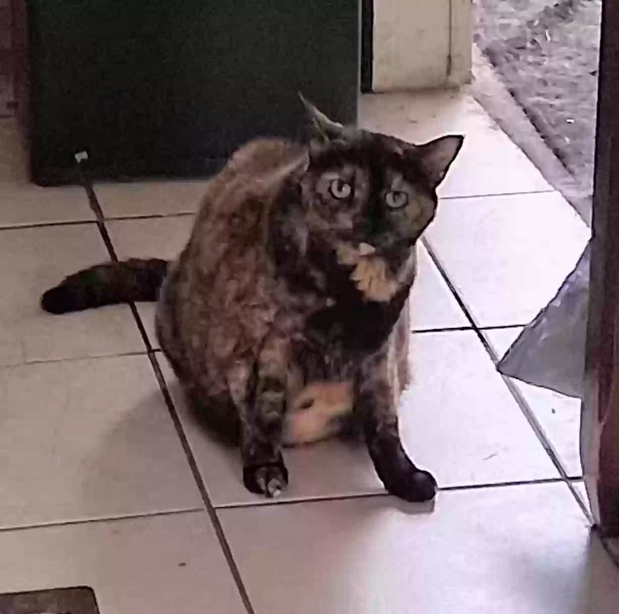 adoptable Cat in Waldo,FL named Little Girl