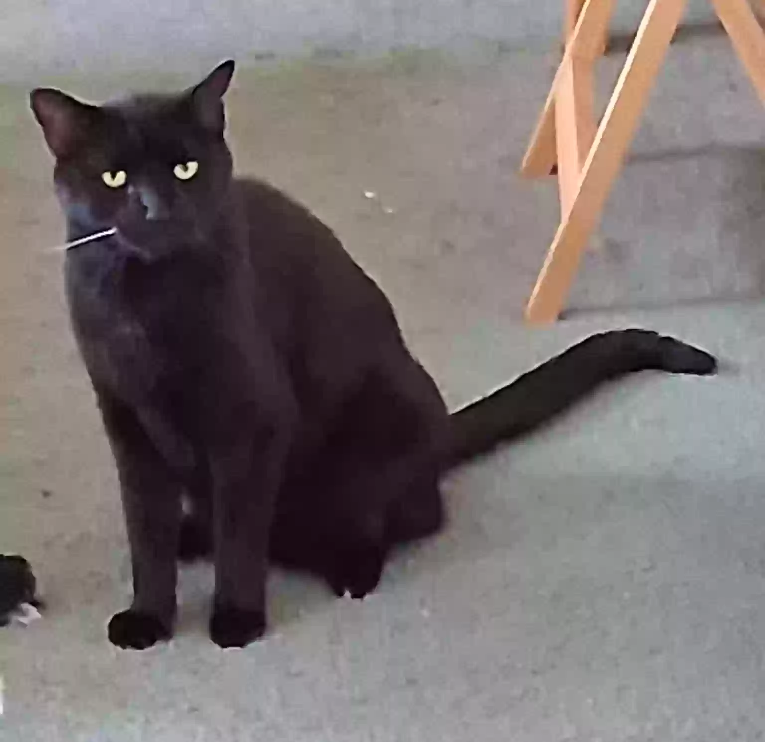 adoptable Cat in Waldo,FL named Dude