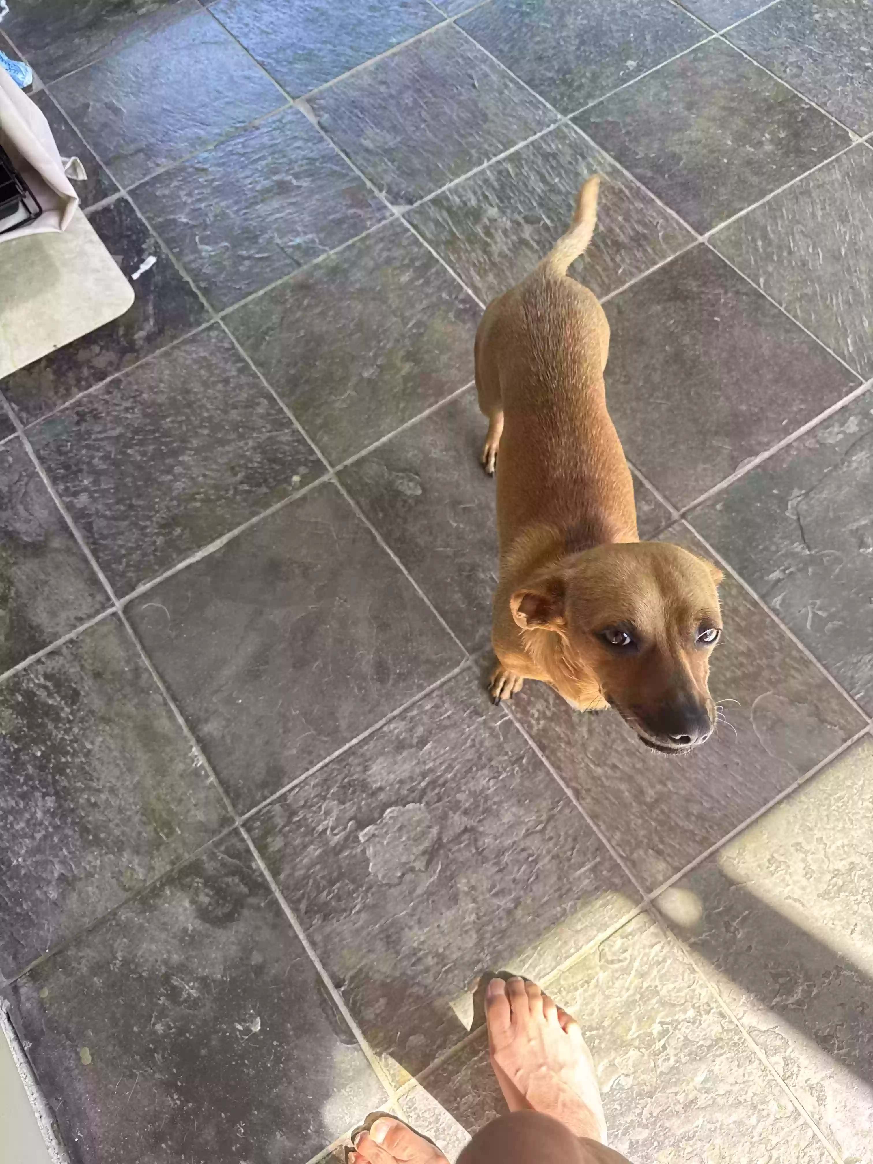 adoptable Dog in Holly Springs,NC named Cun