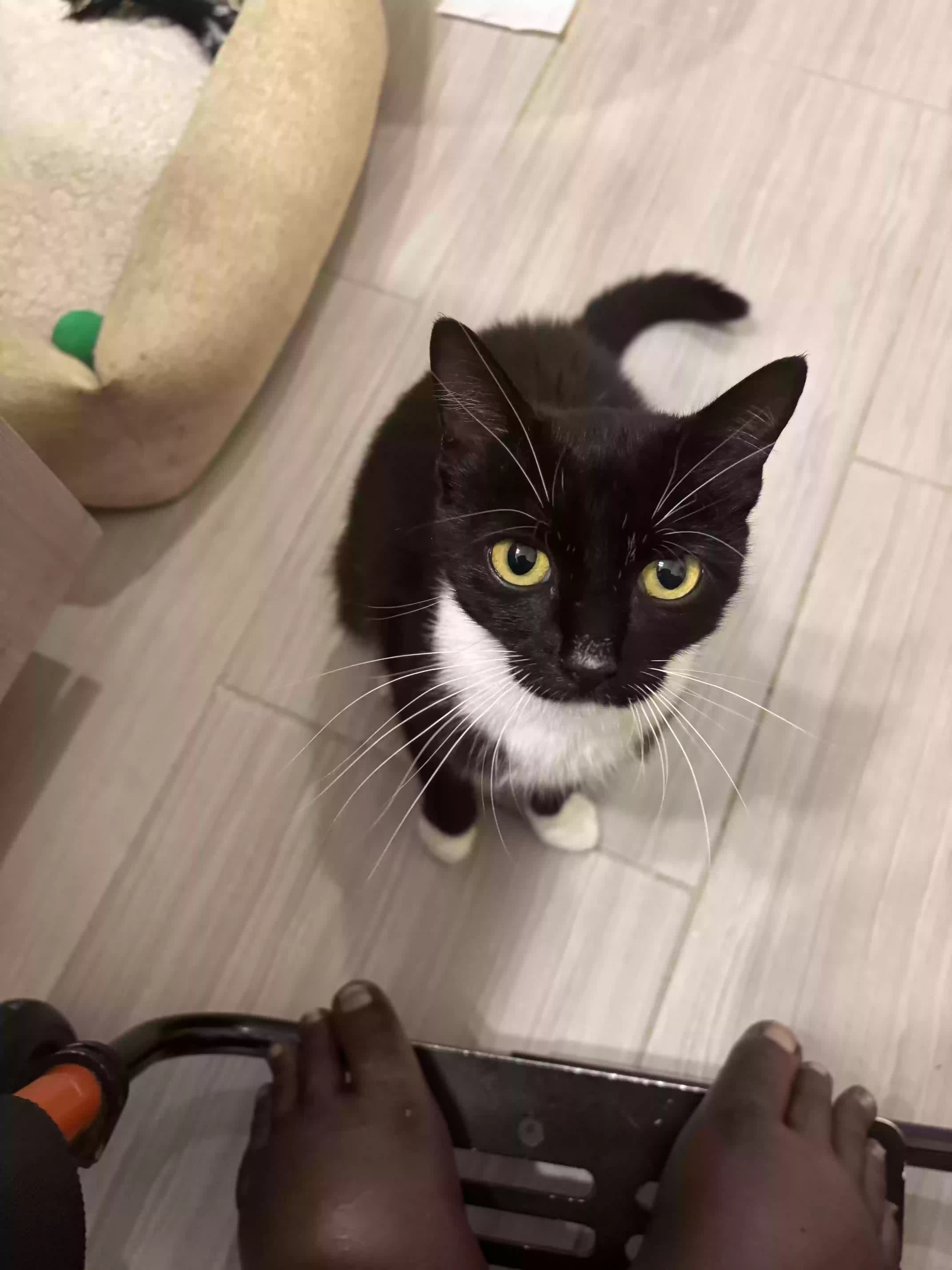 adoptable Cat in Newnan,GA named Lizzie