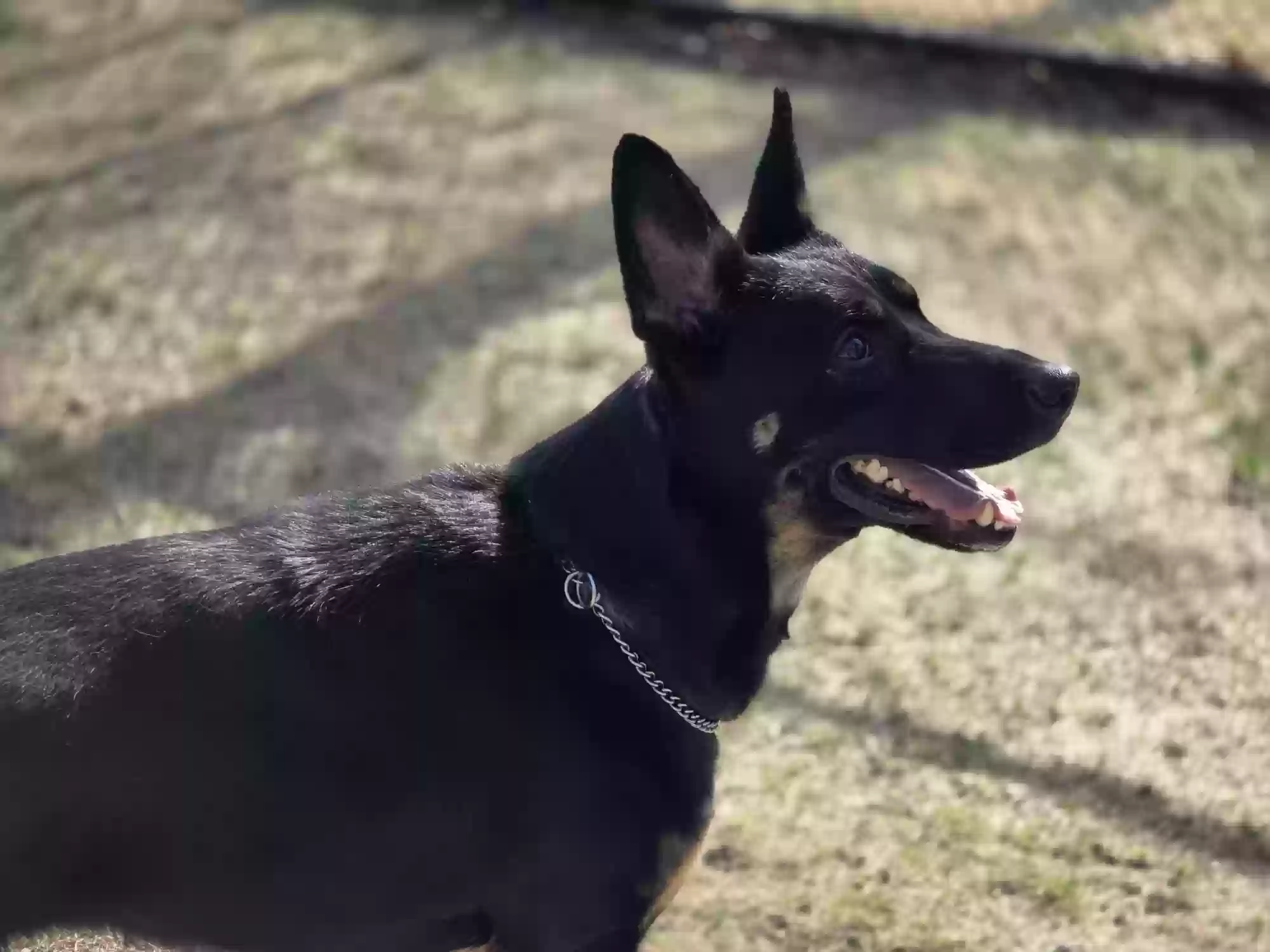 adoptable Dog in Carle Place,NY named Lyka
