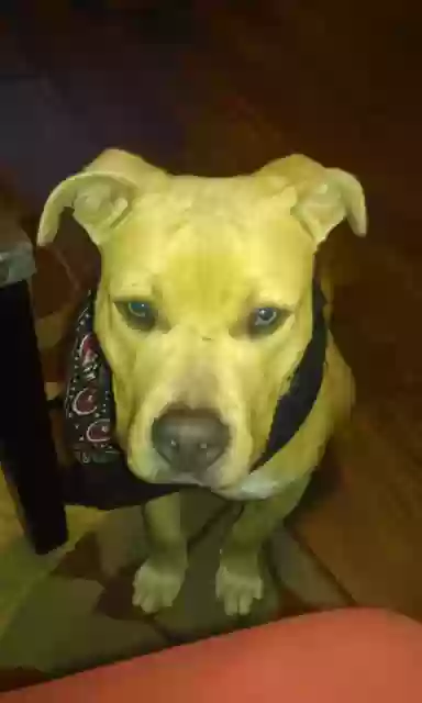 adoptable Dog in Lawrenceville,GA named Guapo