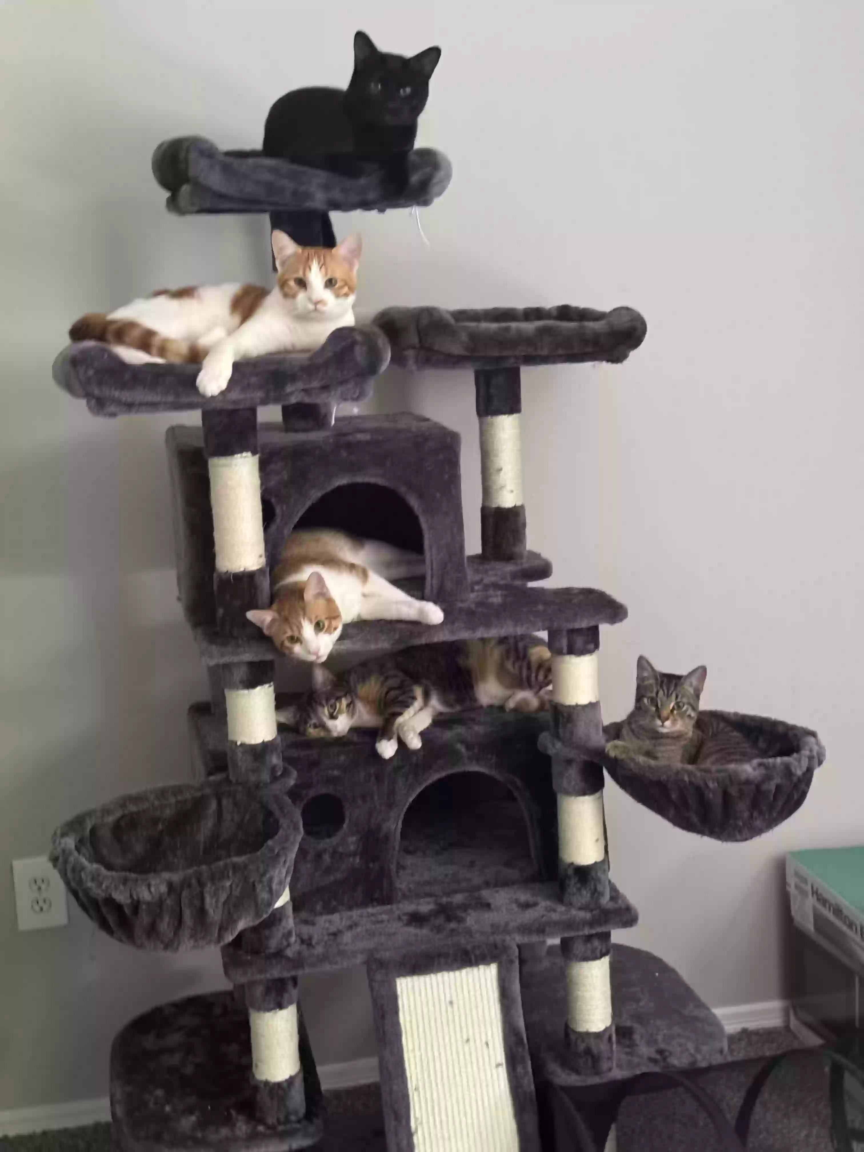 adoptable Cat in Fairfield,OH named Tatiana