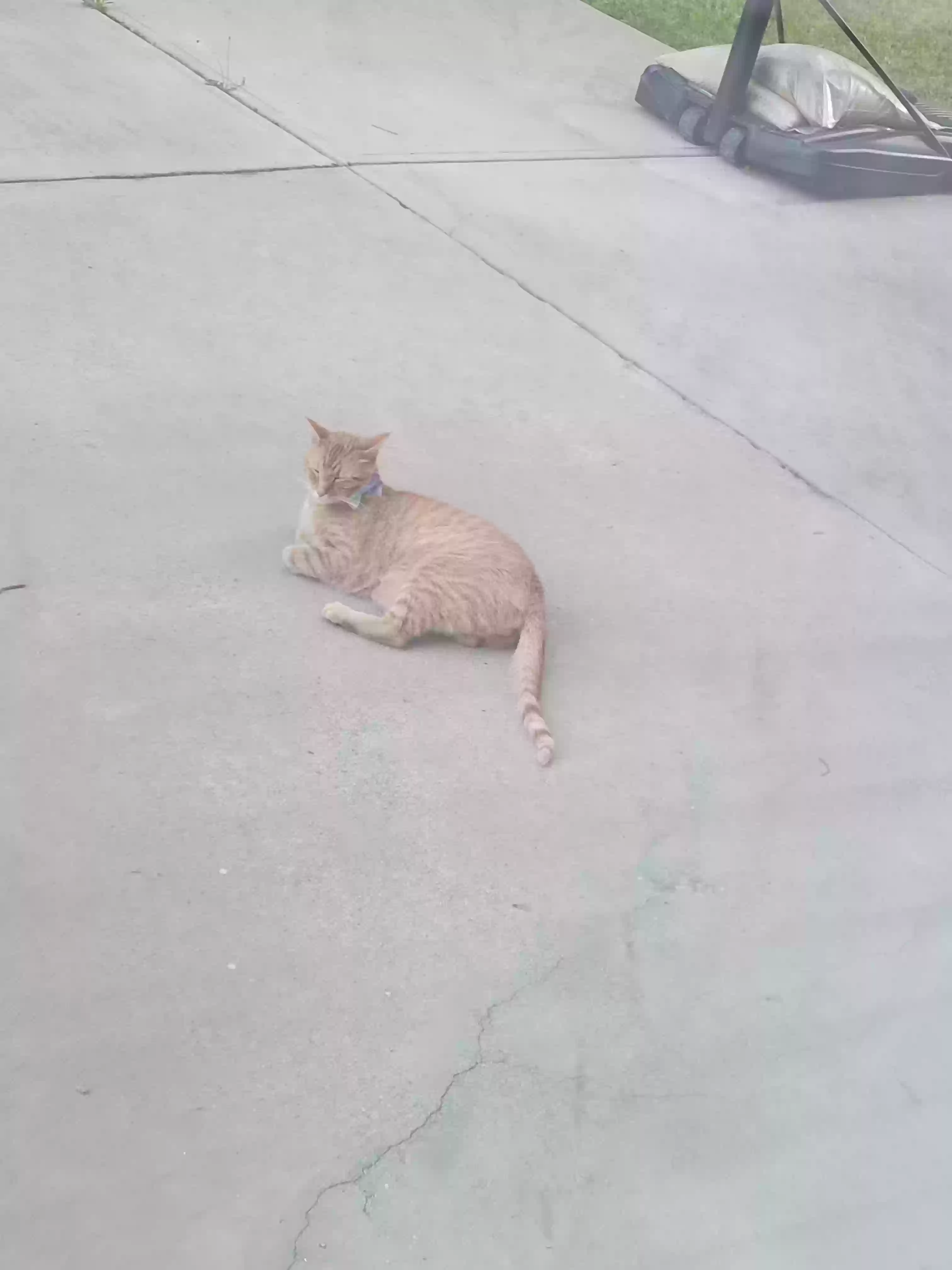 adoptable Cat in Powder Springs,GA named Popsicle (He's a stray so I named him)