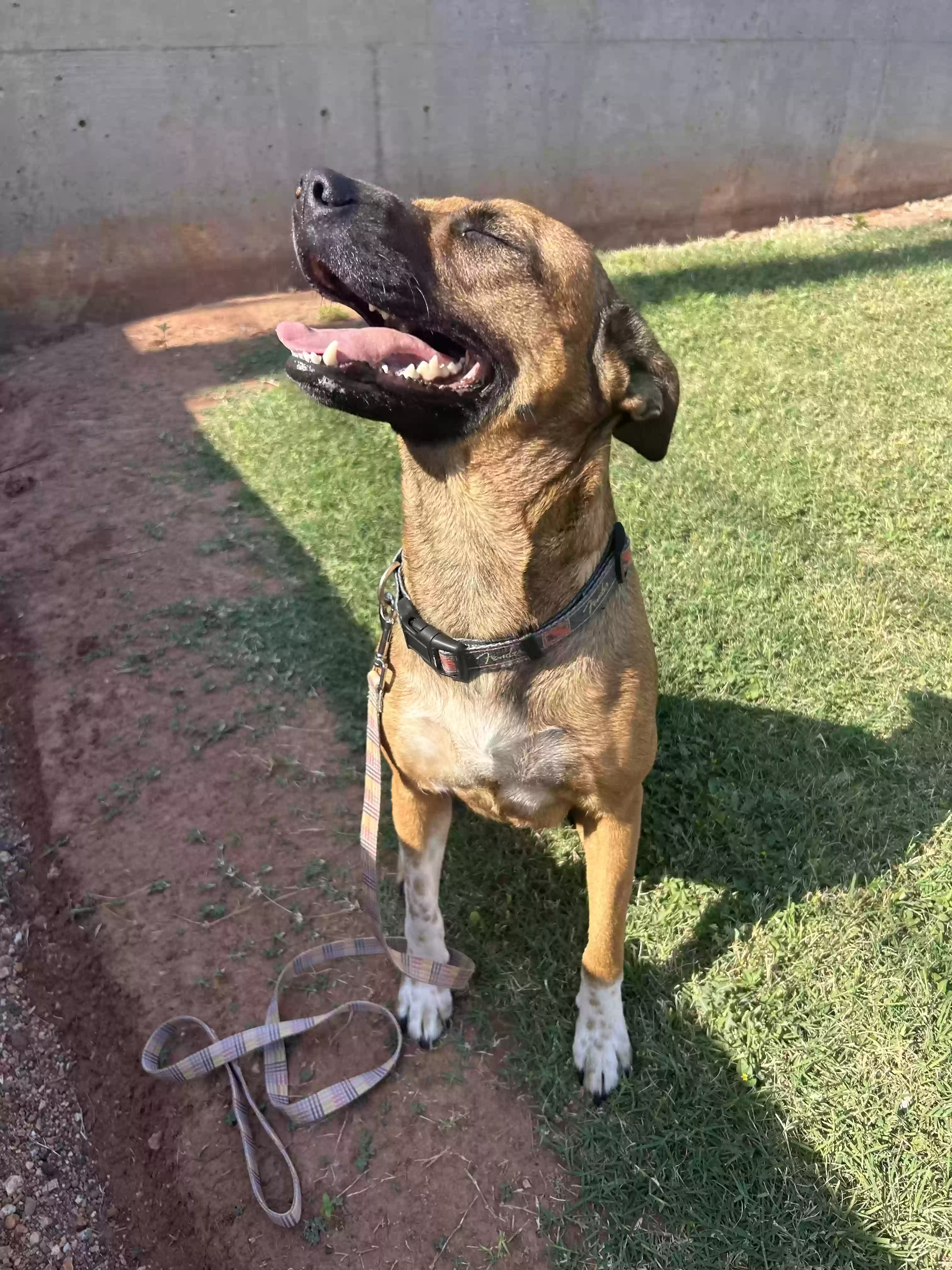 adoptable Dog in Burleson,TX named Gracie