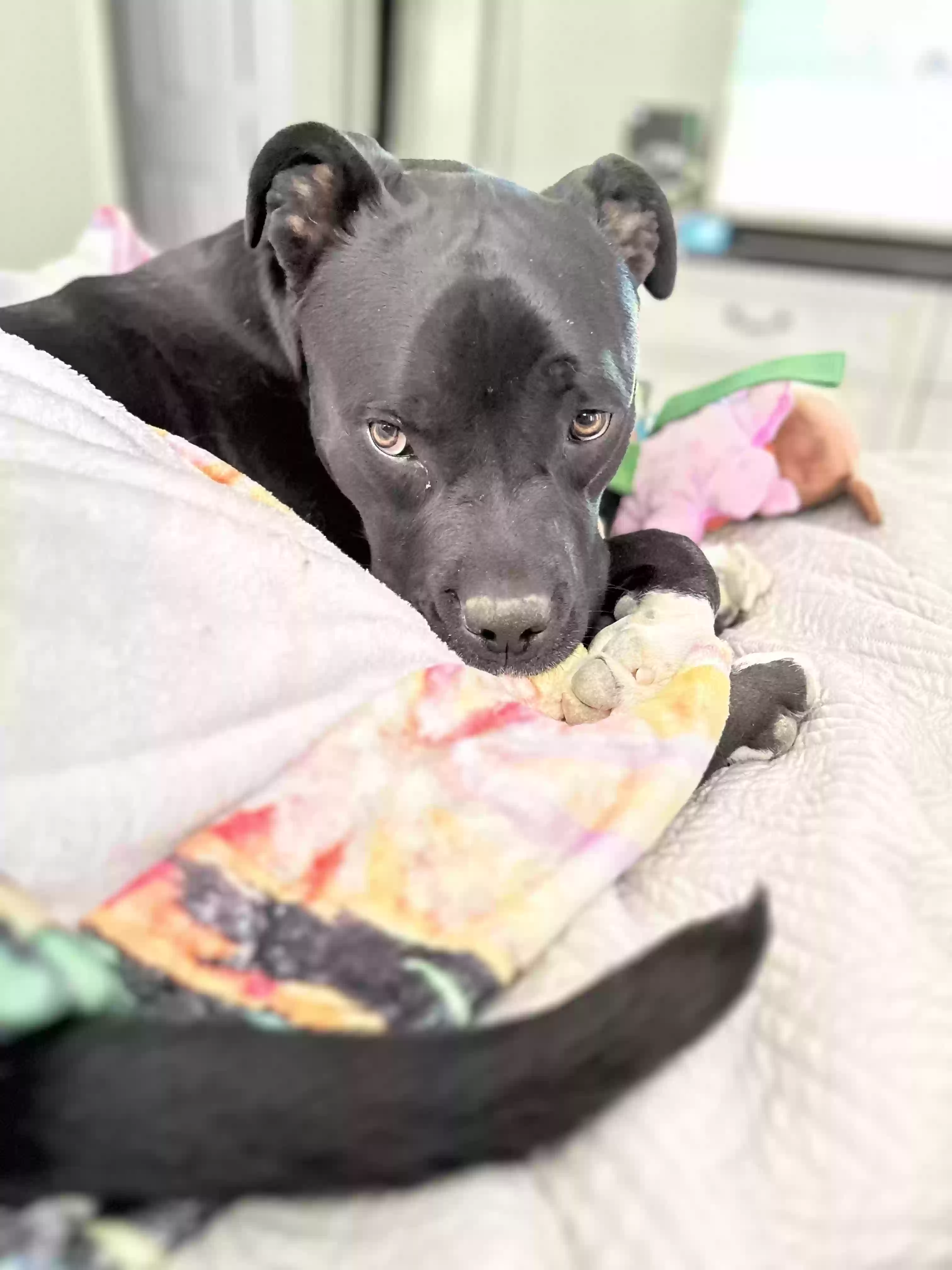 adoptable Dog in Apple Valley,CA named Duke