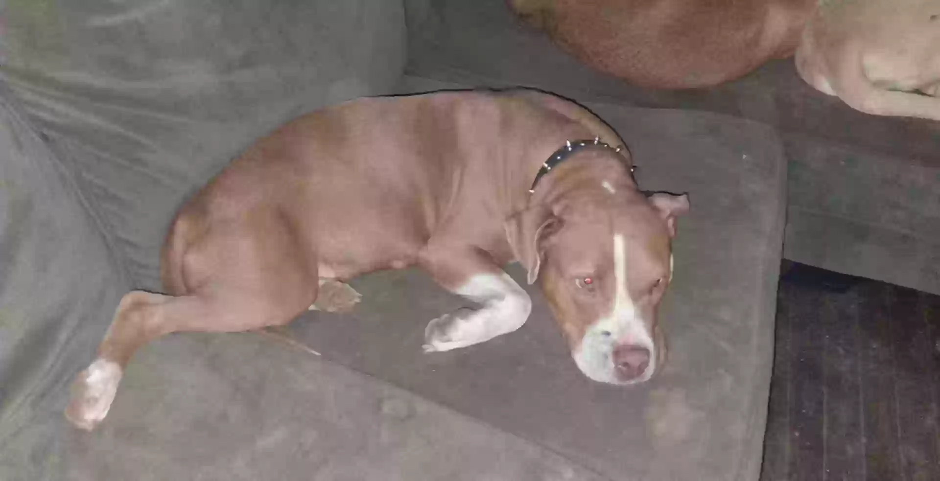 adoptable Dog in Anniston,AL named Molly