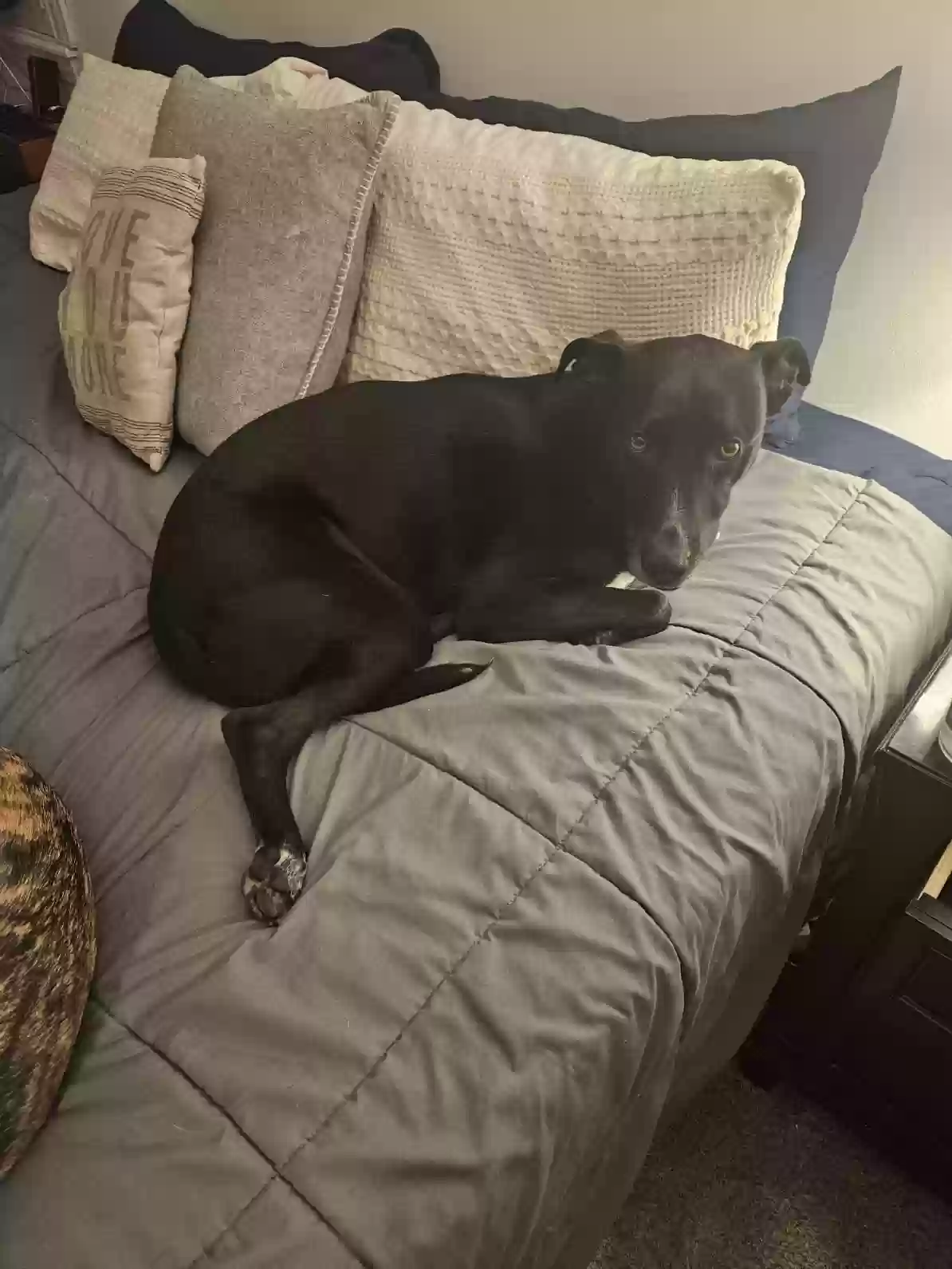 adoptable Dog in Denver,CO named Pepper