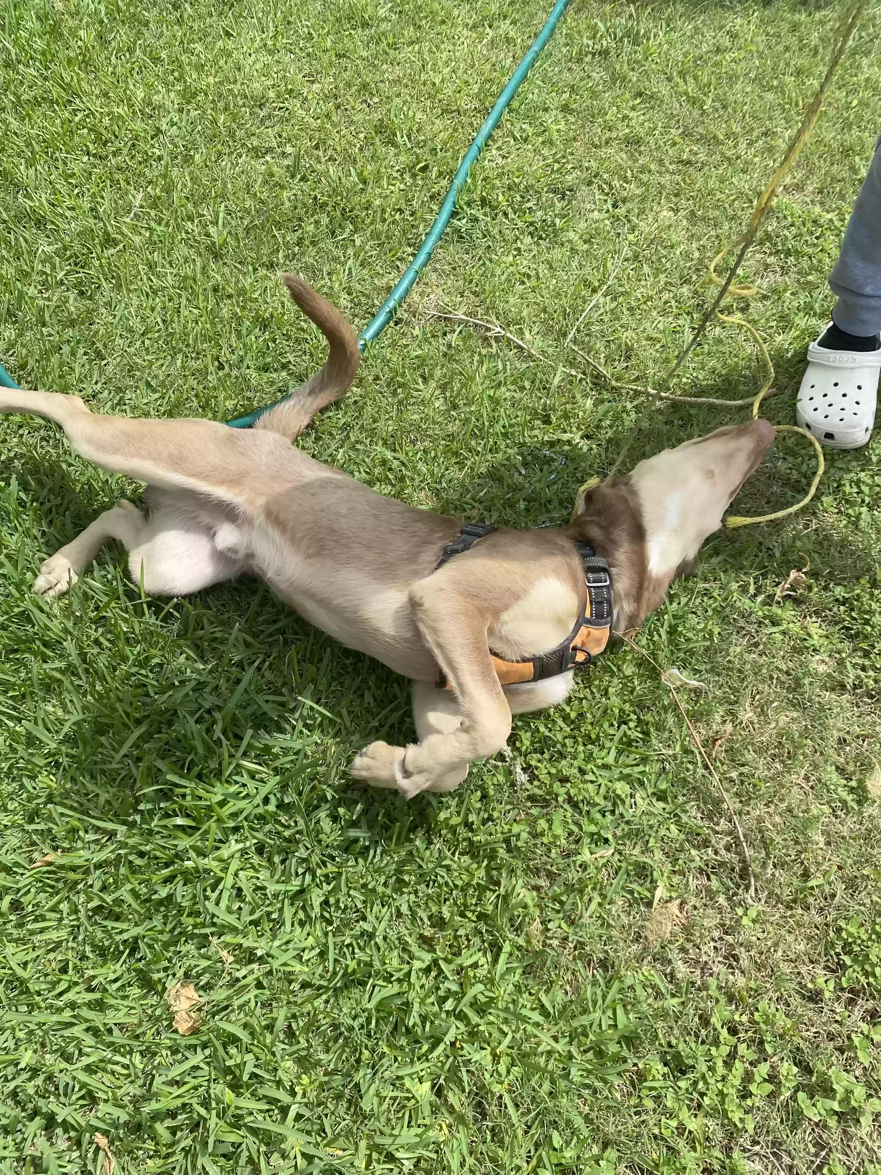 adoptable Dog in Dickinson,TX named Astro
