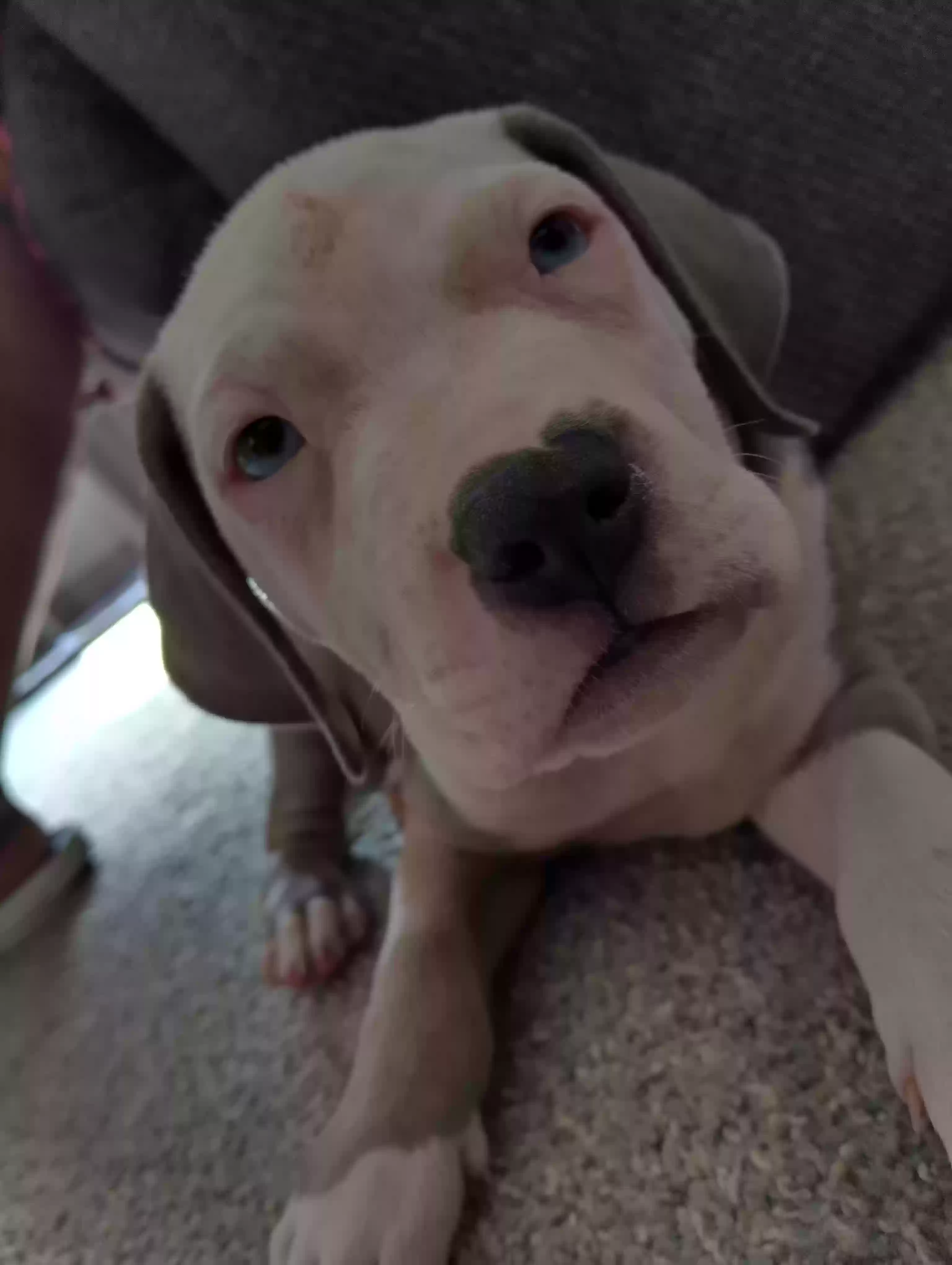 adoptable Dog in Detroit,MI named None
