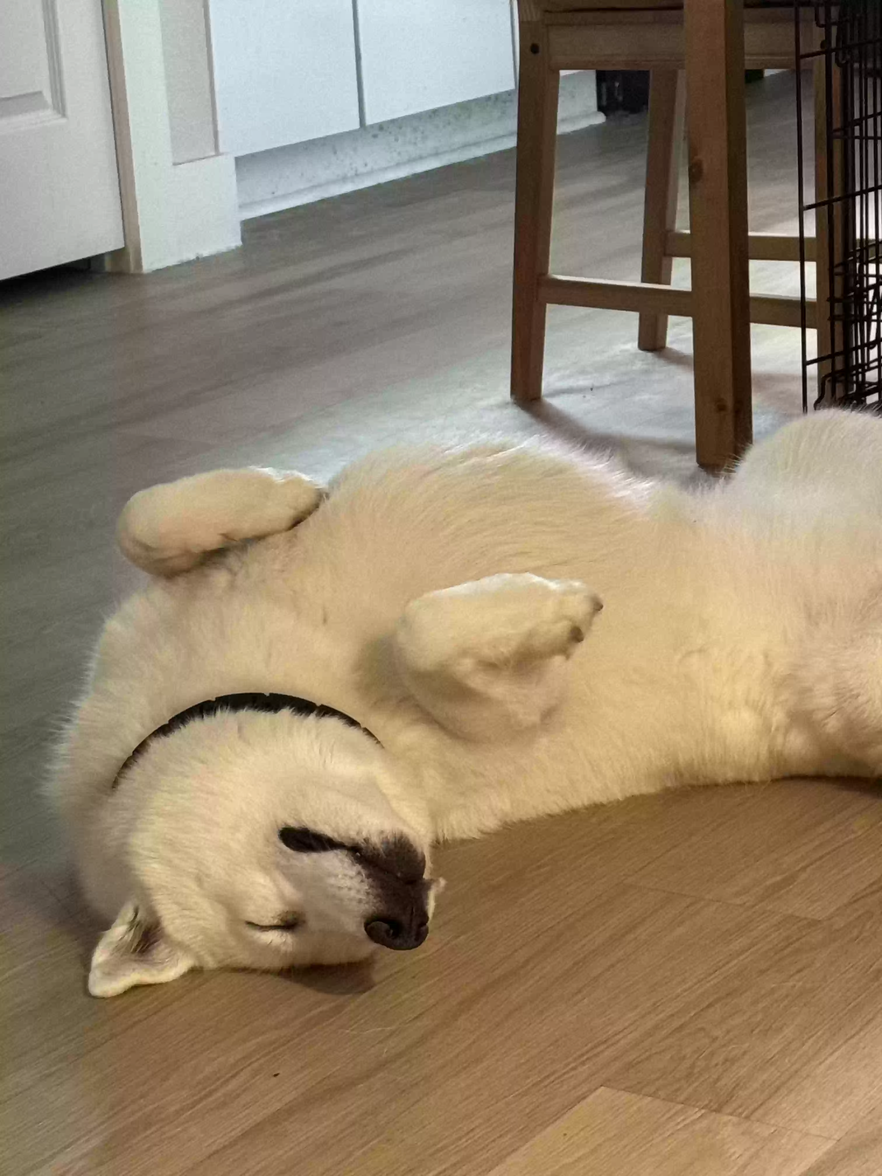 adoptable Dog in Carrollton,TX named Ghost