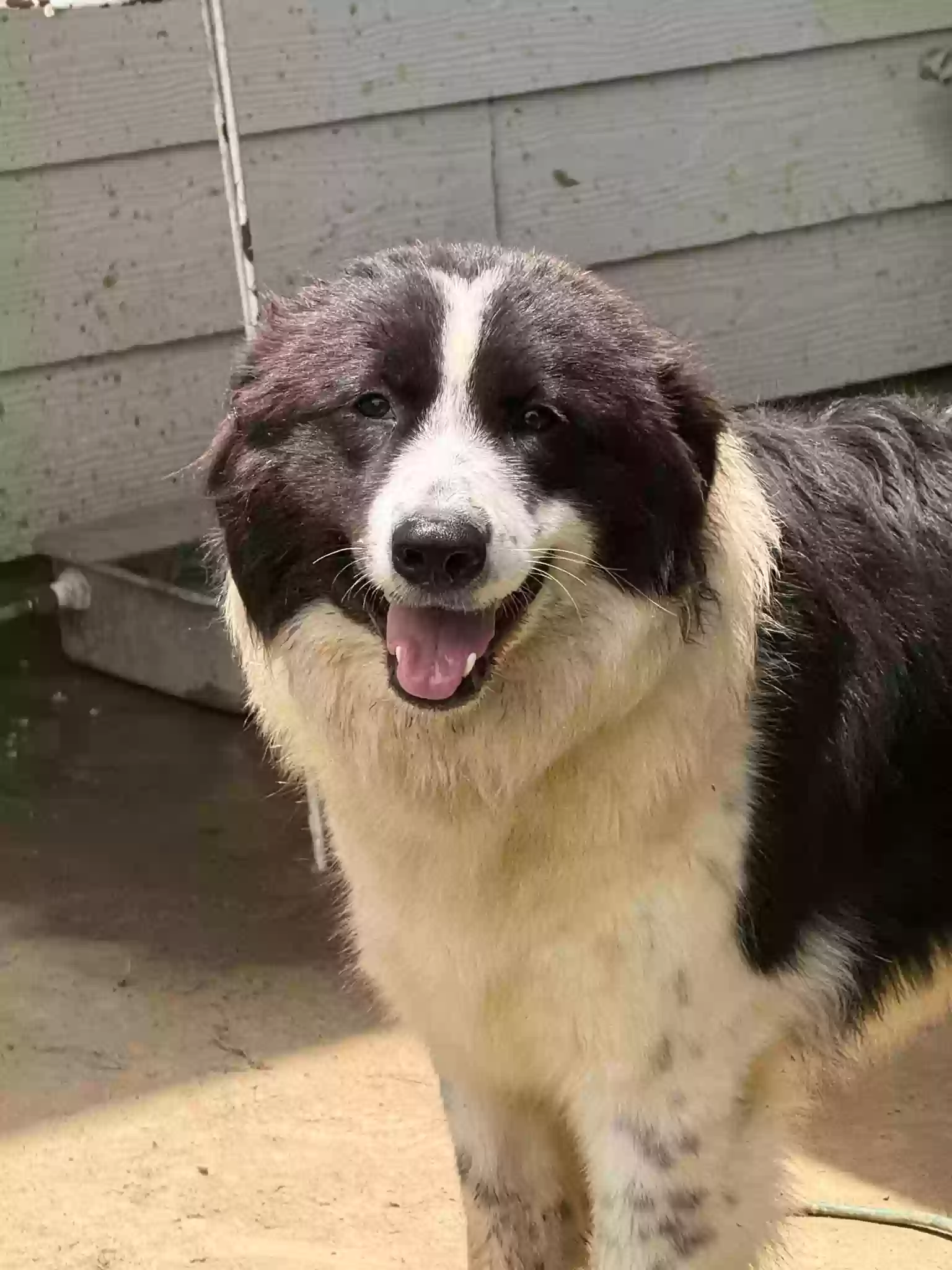 adoptable Dog in Alabaster,AL named Tuesday