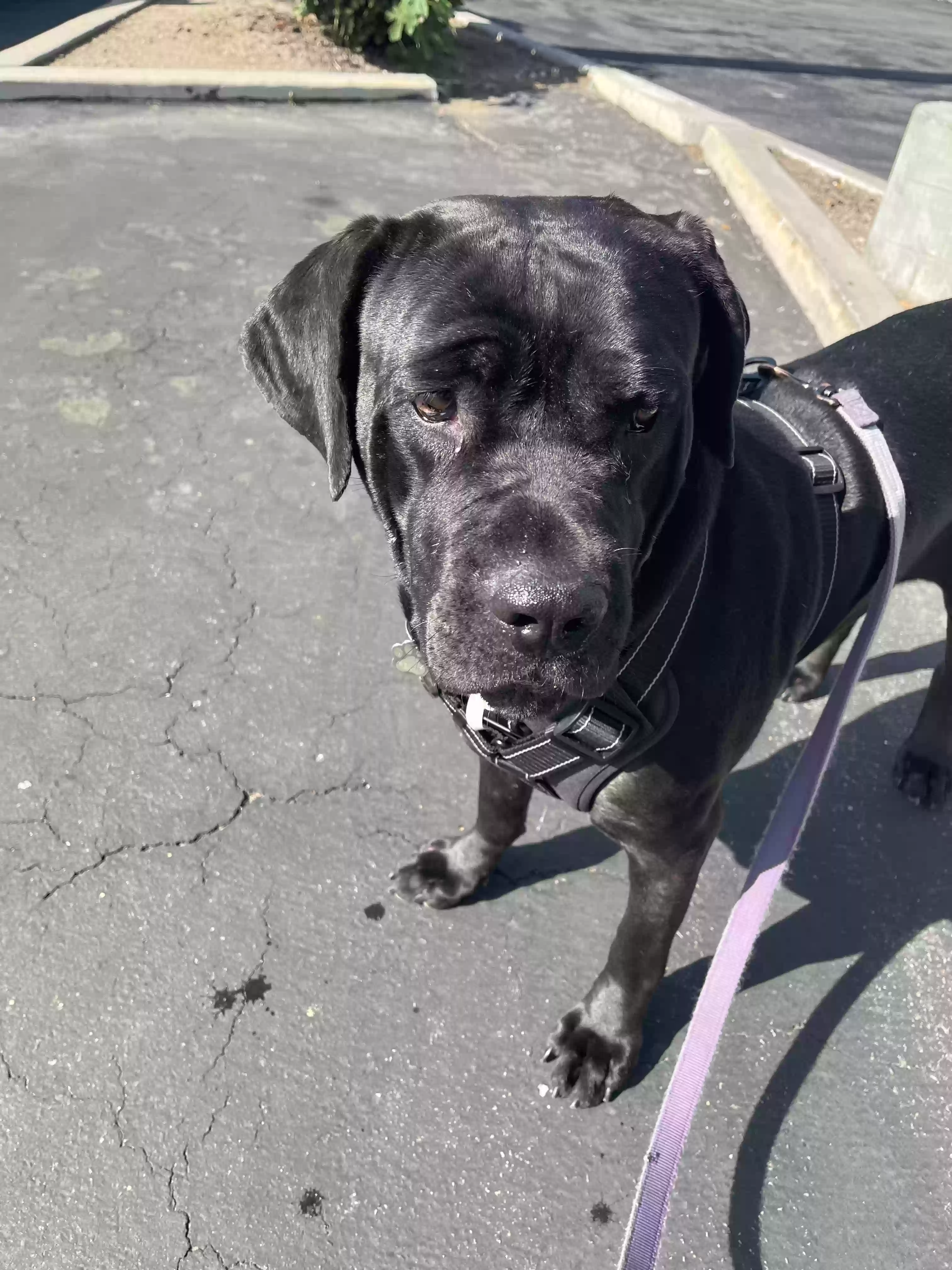 adoptable Dog in Simi Valley,CA named Penny