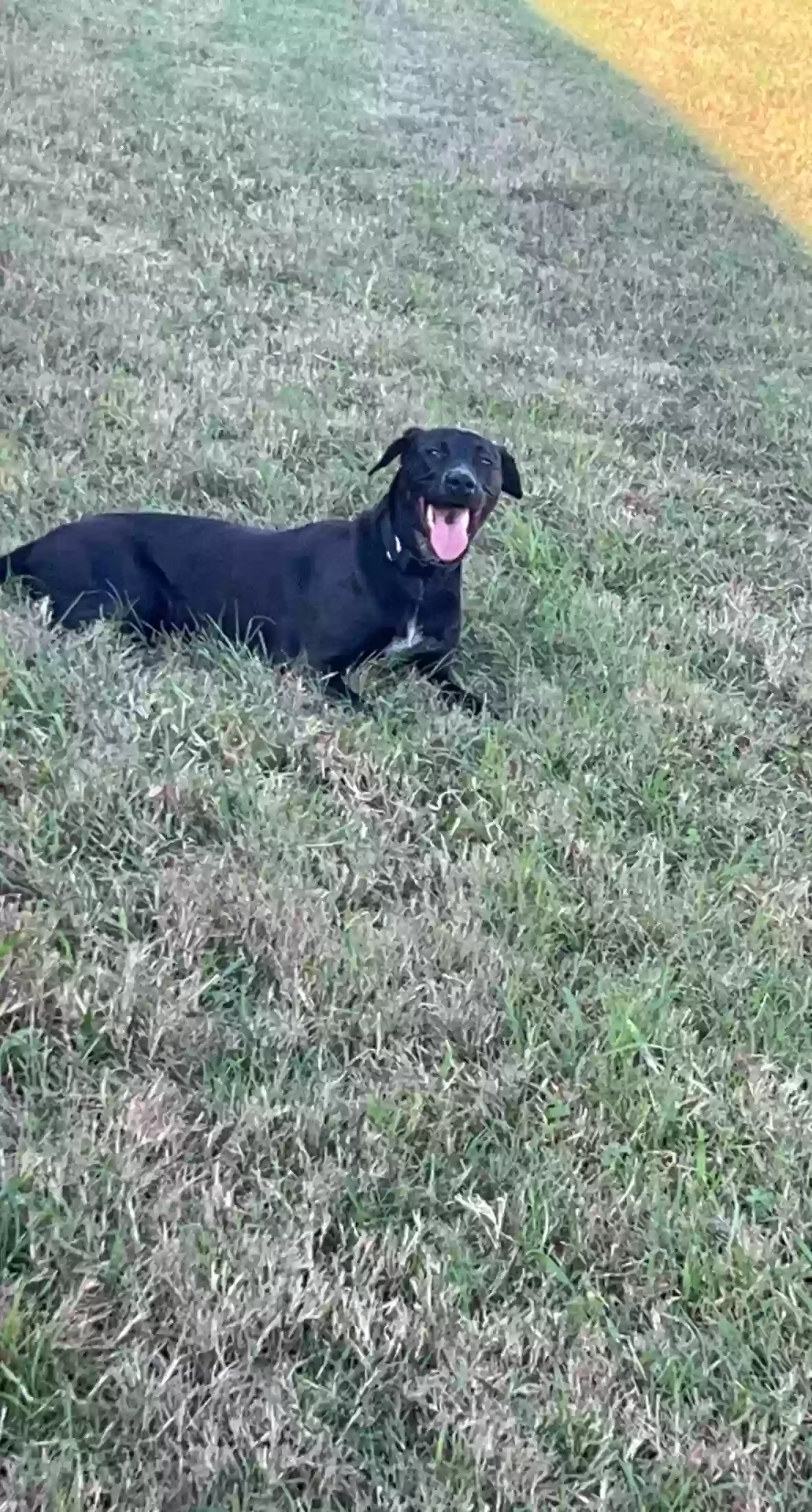 adoptable Dog in Kingsville,TX named Eris