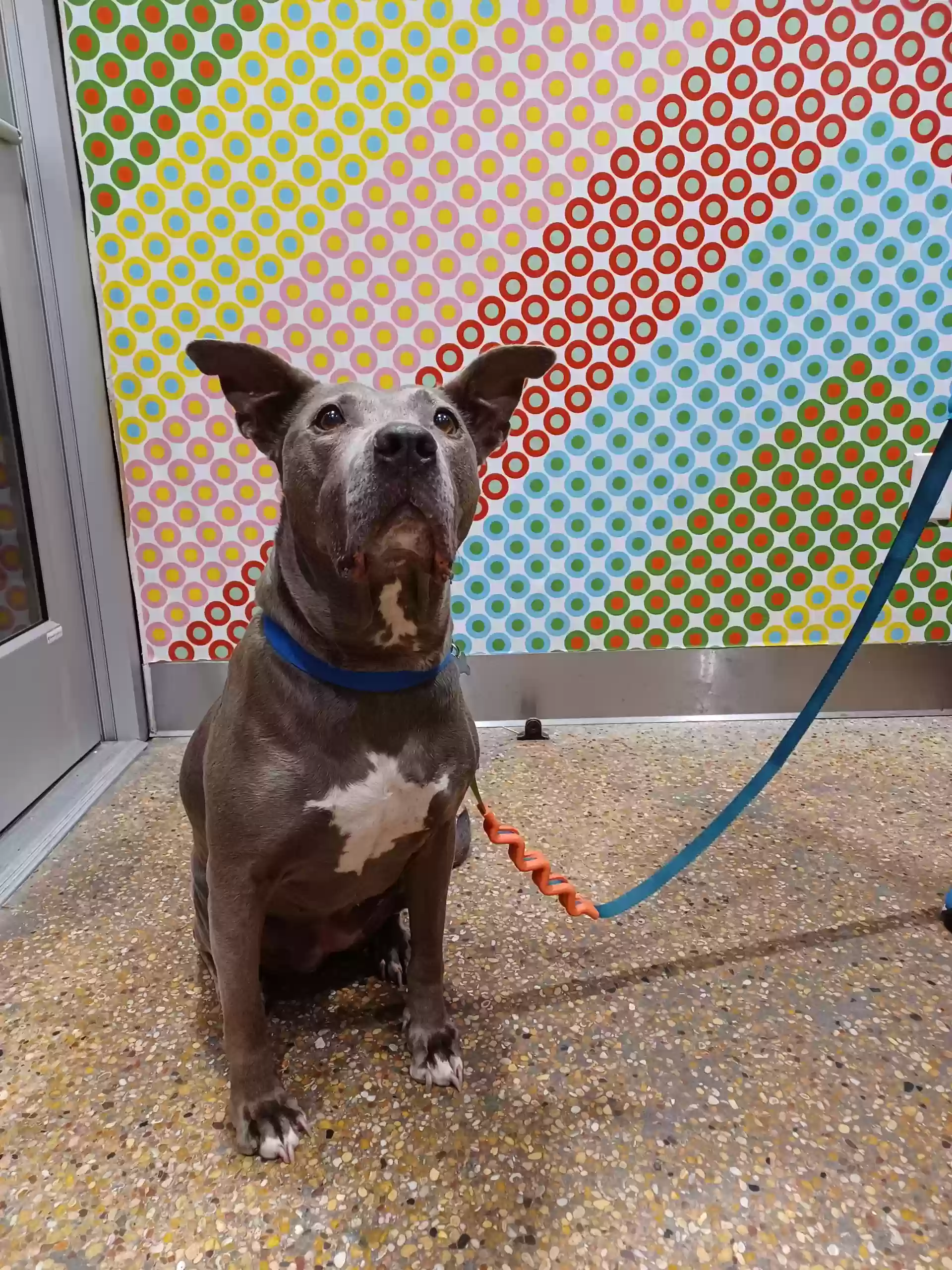 adoptable Dog in Austin,TX named Kara