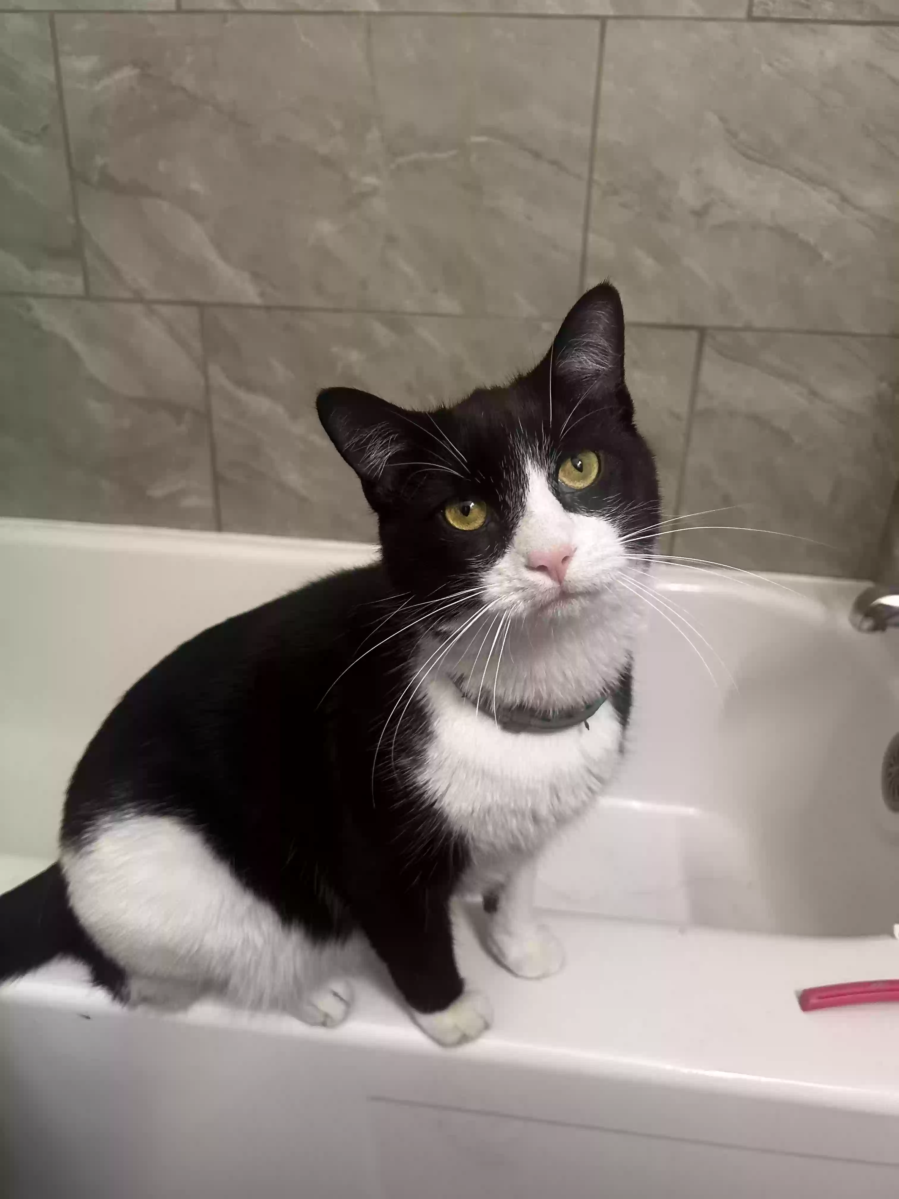 adoptable Cat in Pittsburgh,PA named Yuki