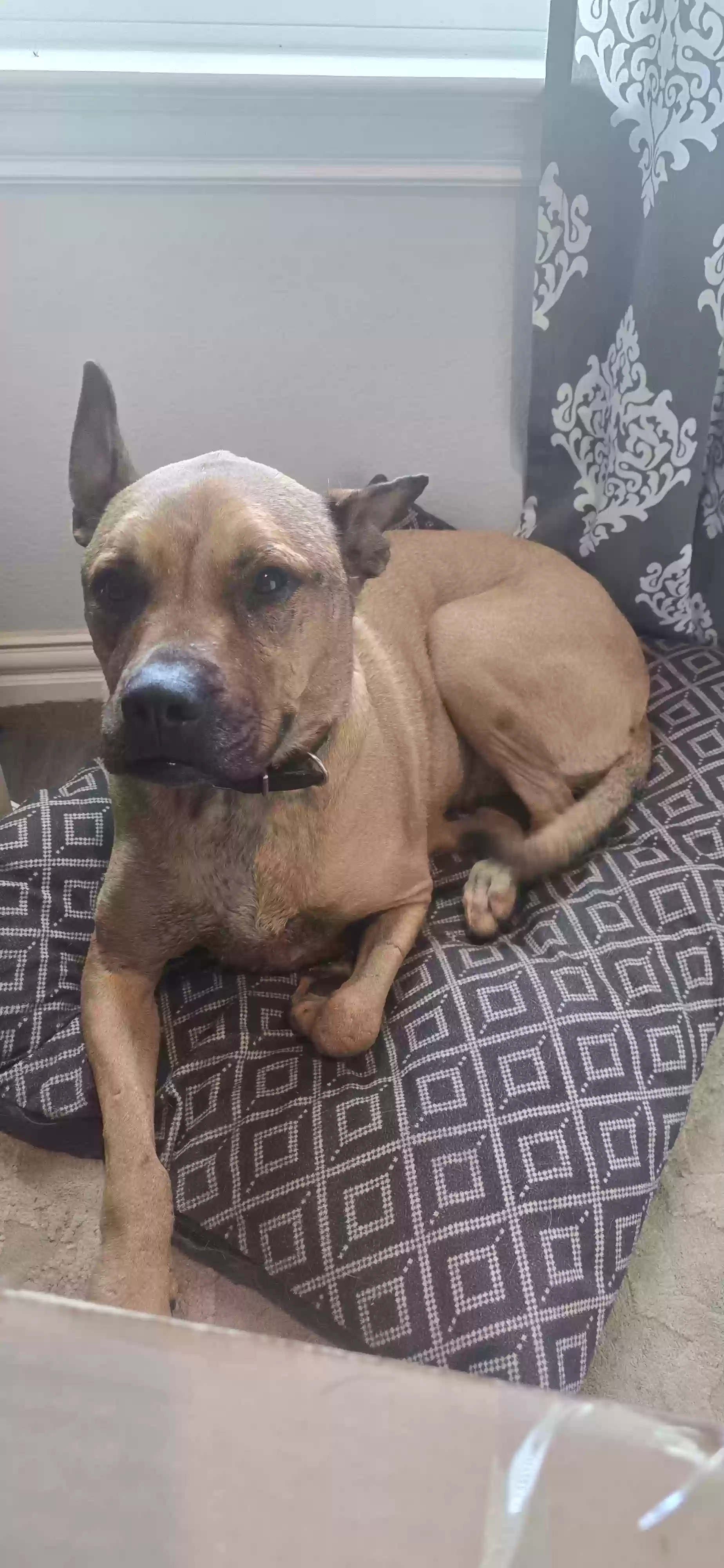 adoptable Dog in Farmersville,TX named Sloane