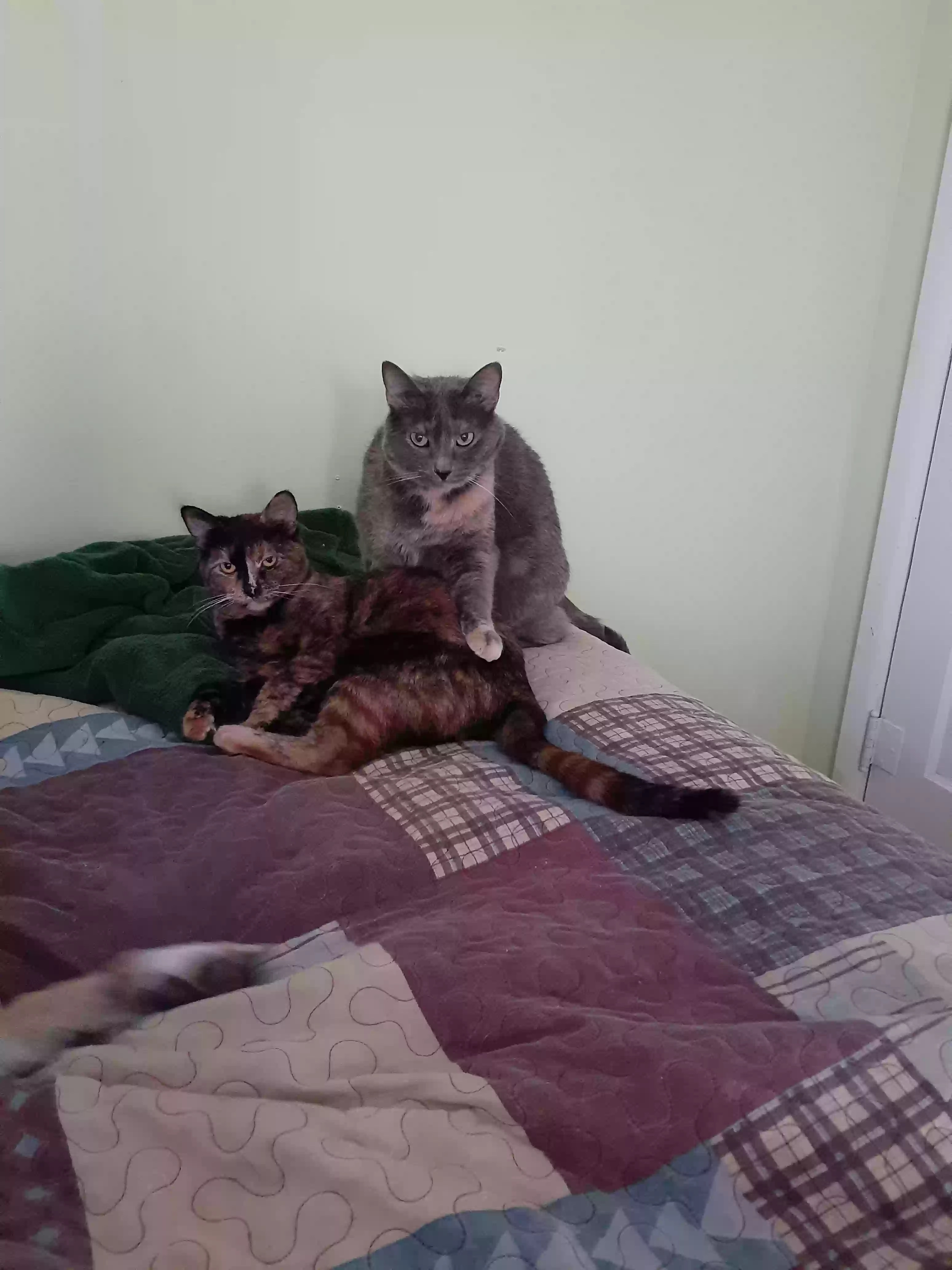 adoptable Cat in Taunton,MN named Babee girl