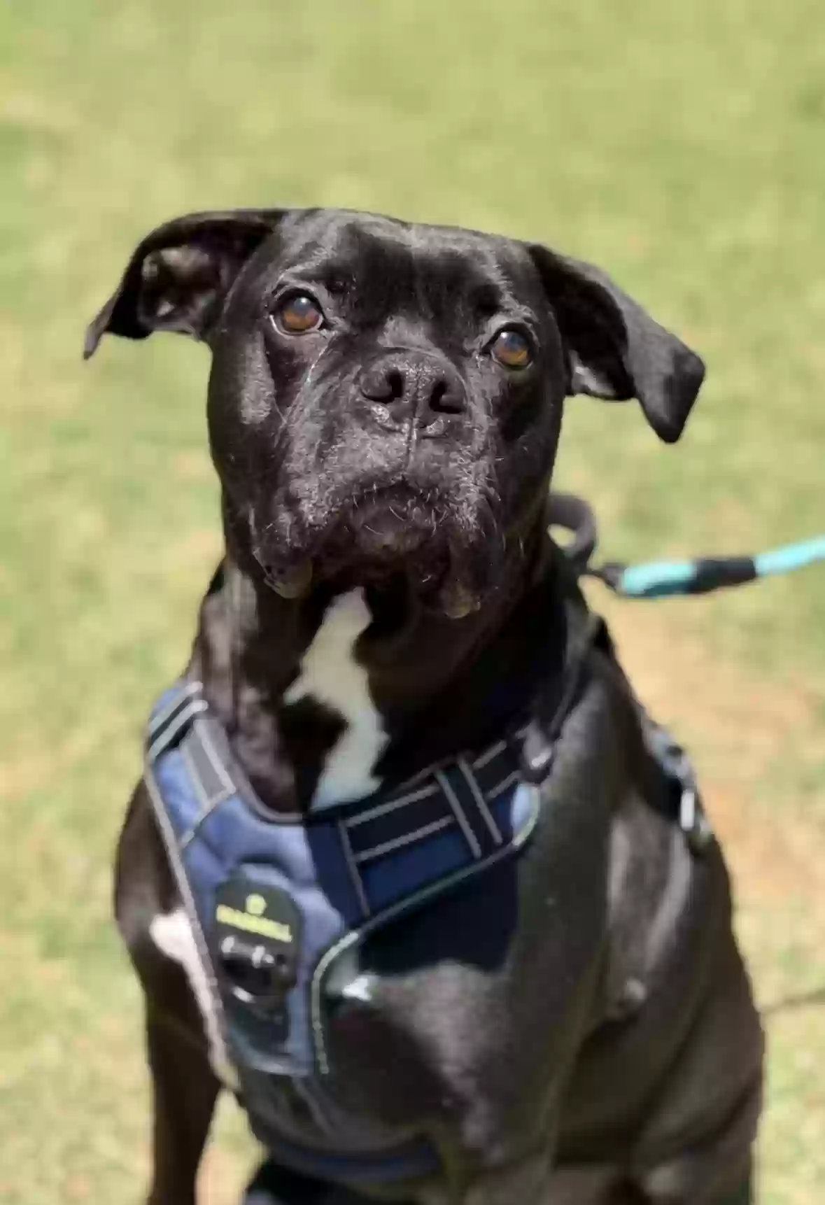 adoptable Dog in Buford,GA named Lemu