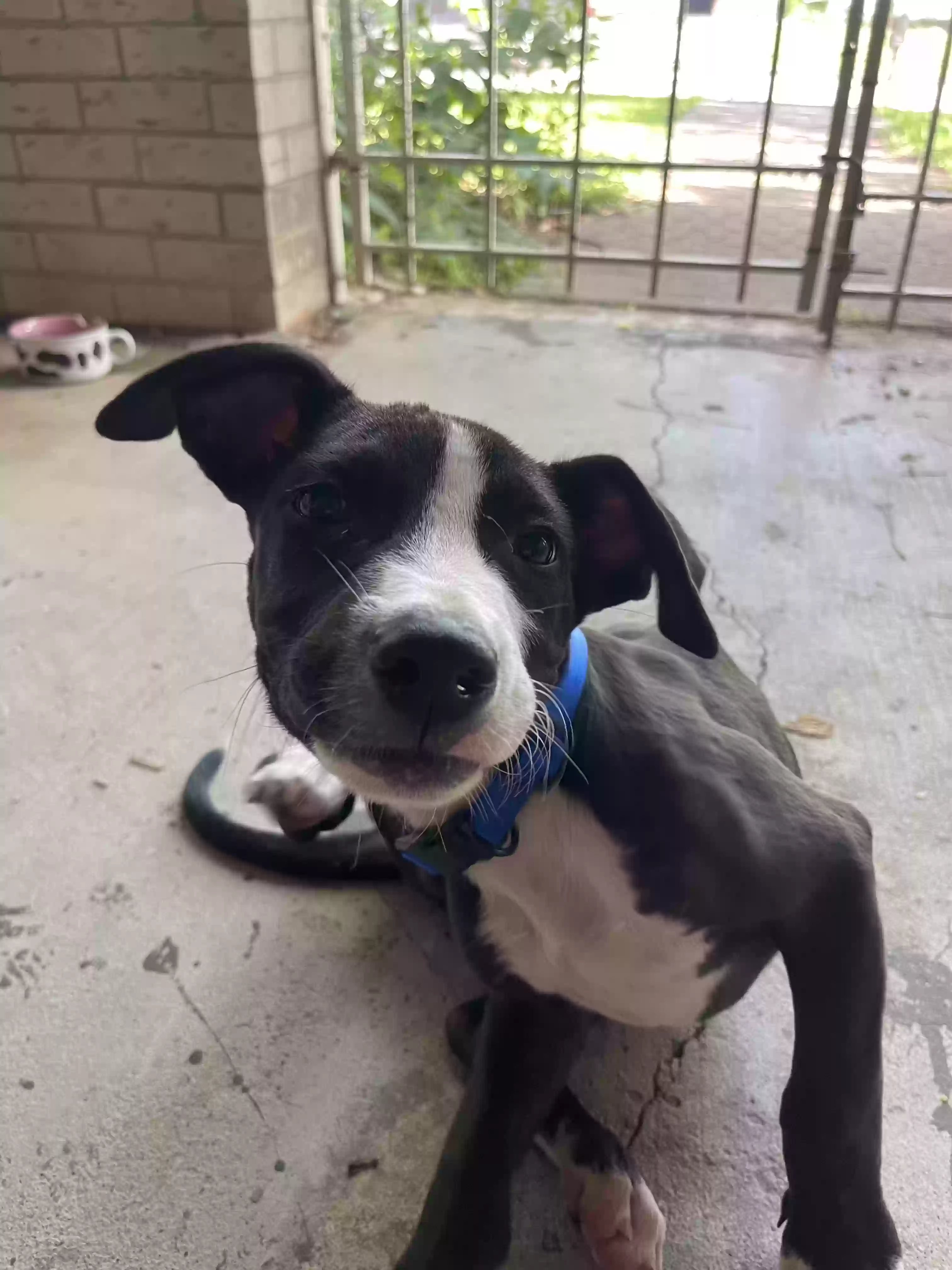 adoptable Dog in Houston,TX named Drifter