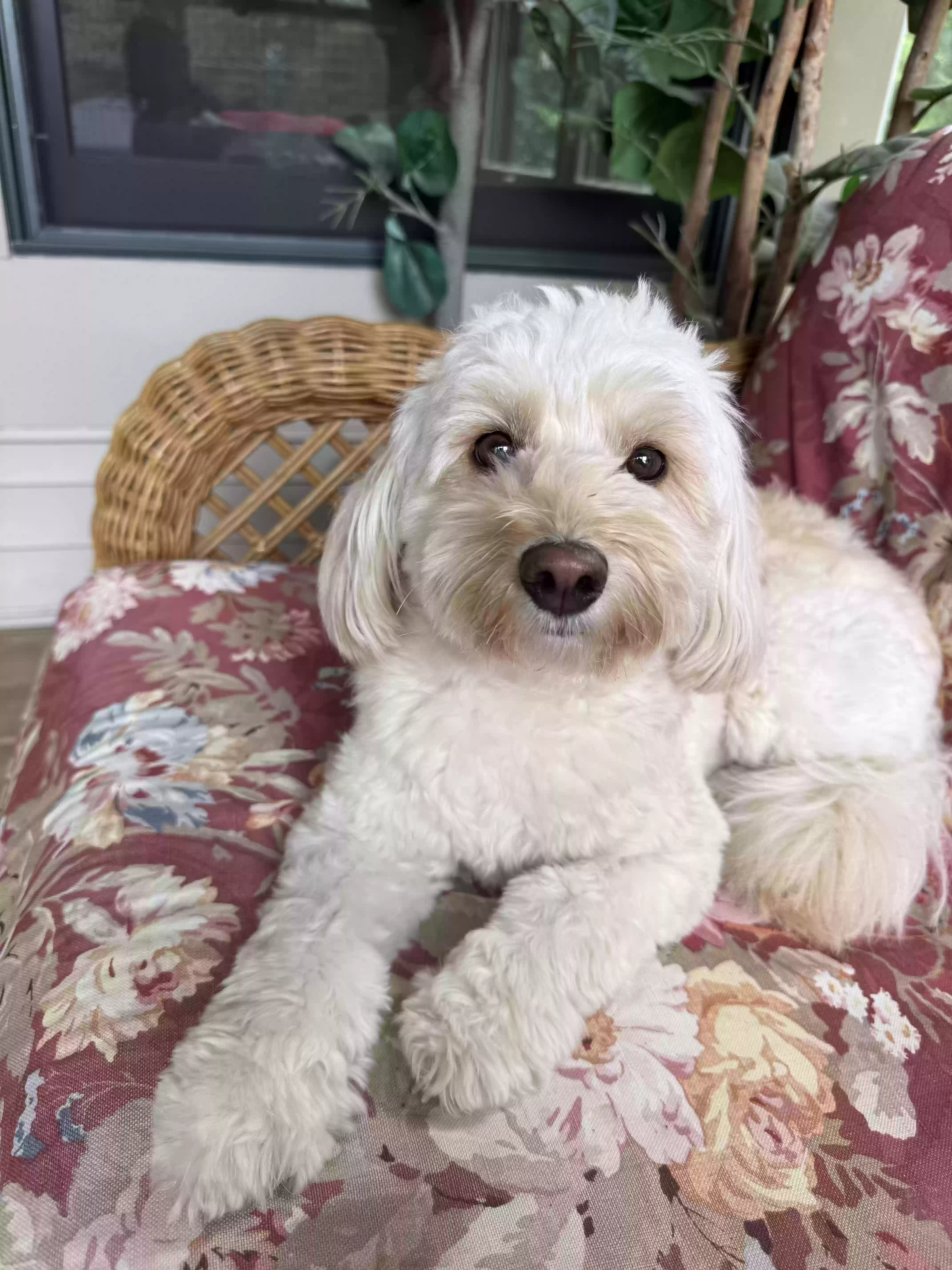 adoptable Dog in Saint Paul,MN named Betty