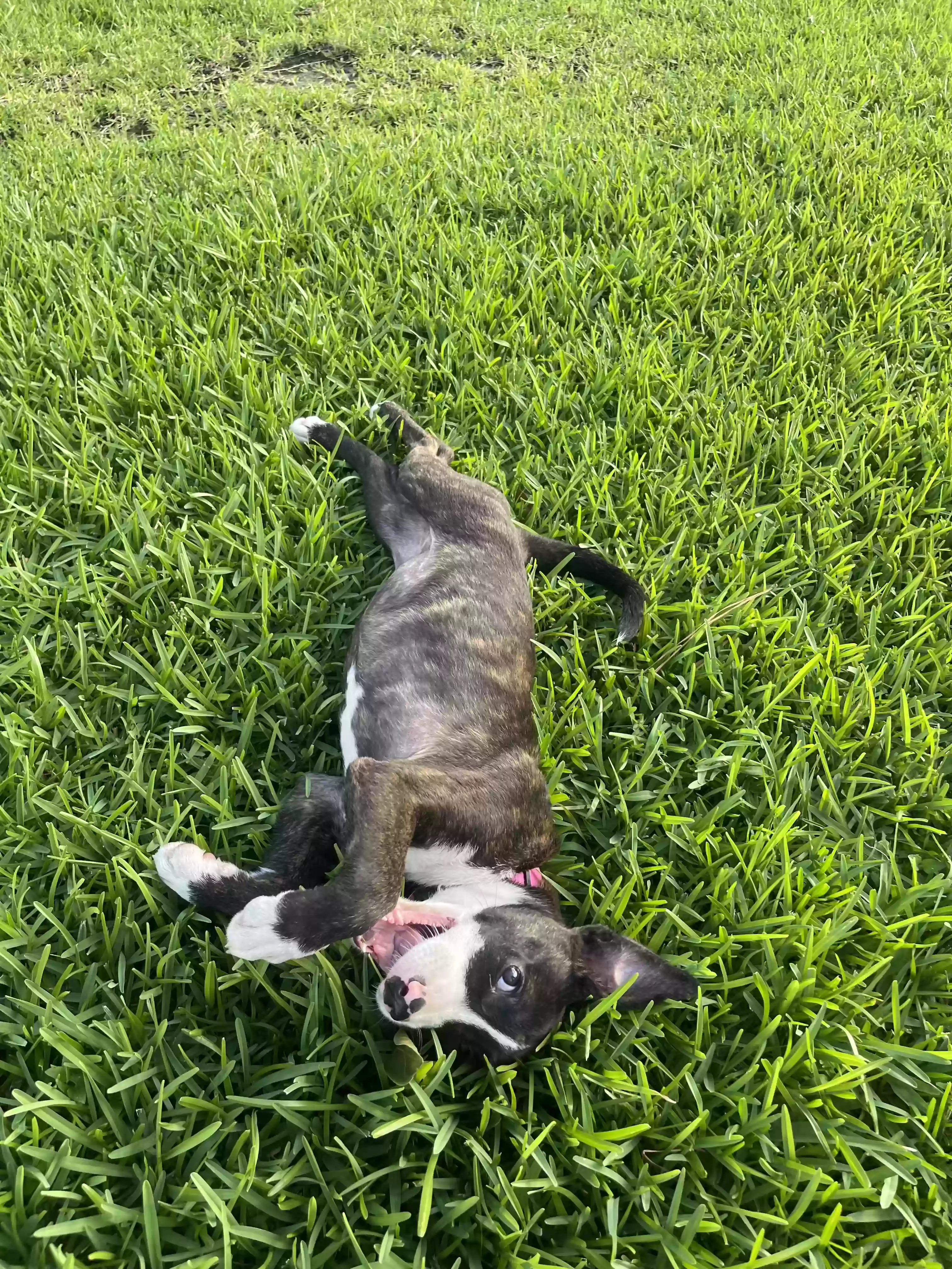 adoptable Dog in Houston,TX named June