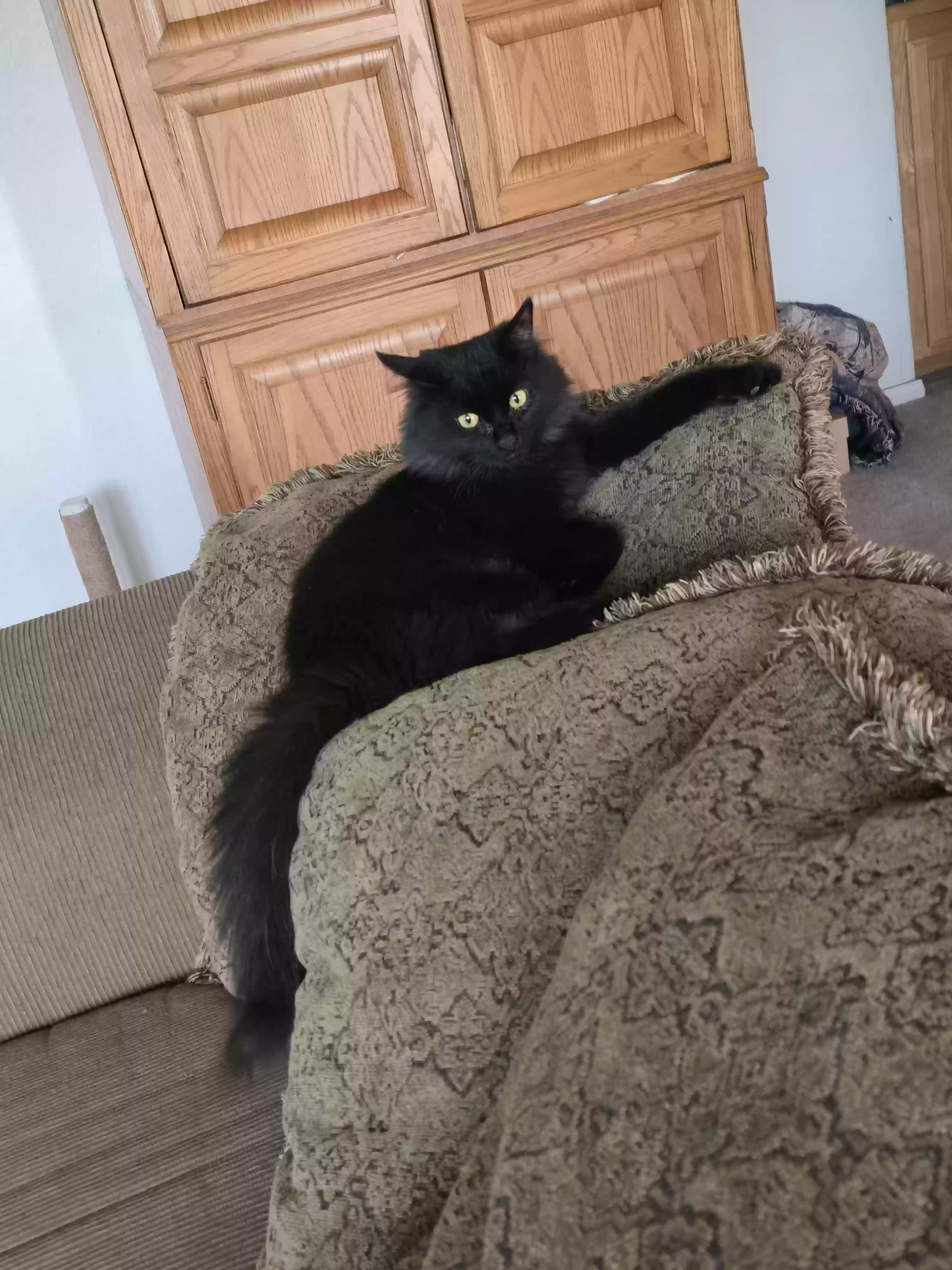 adoptable Cat in Apple Valley,CA named Raven