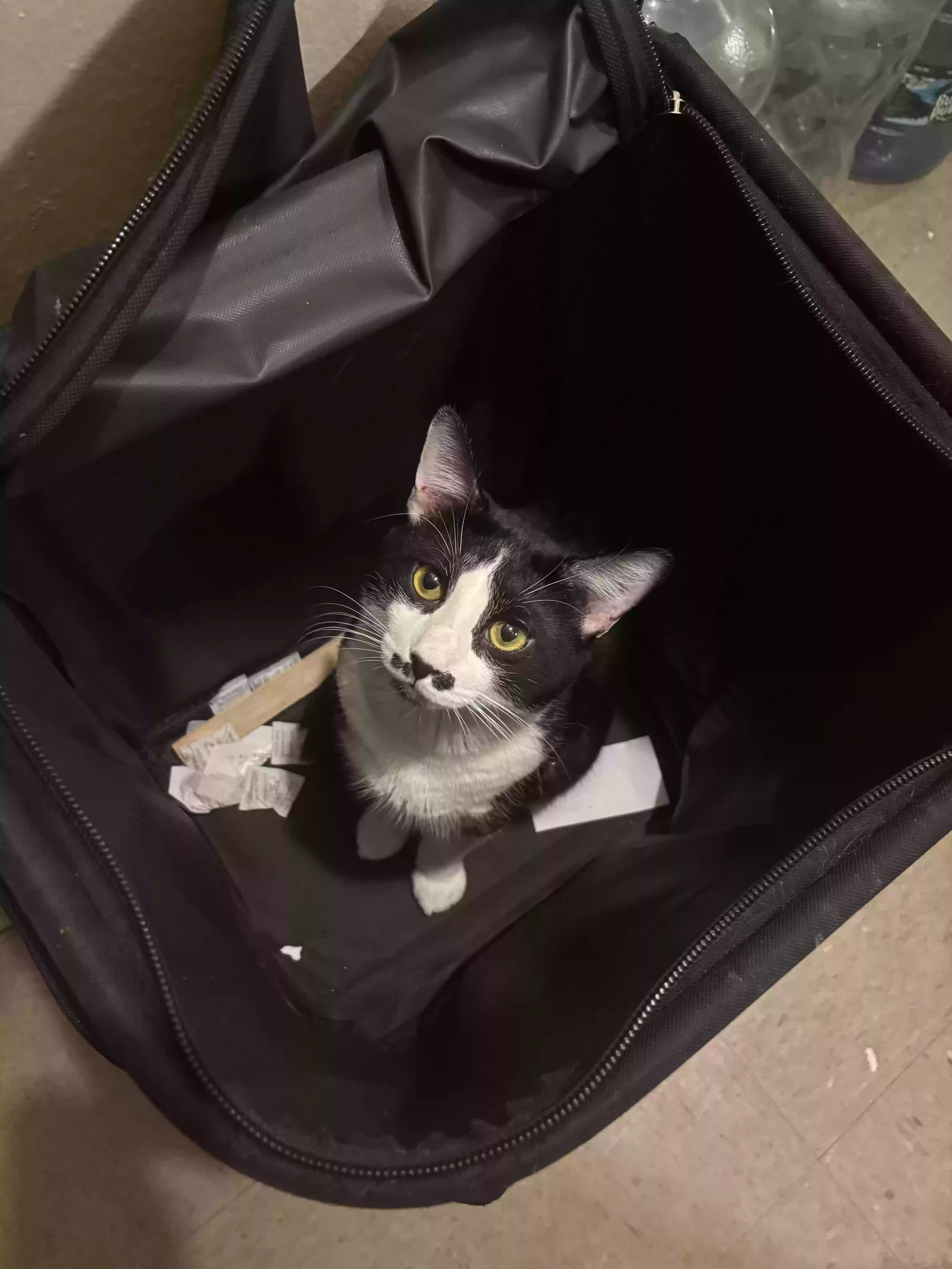 adoptable Cat in Jamaica,NY named Mr.Vocals