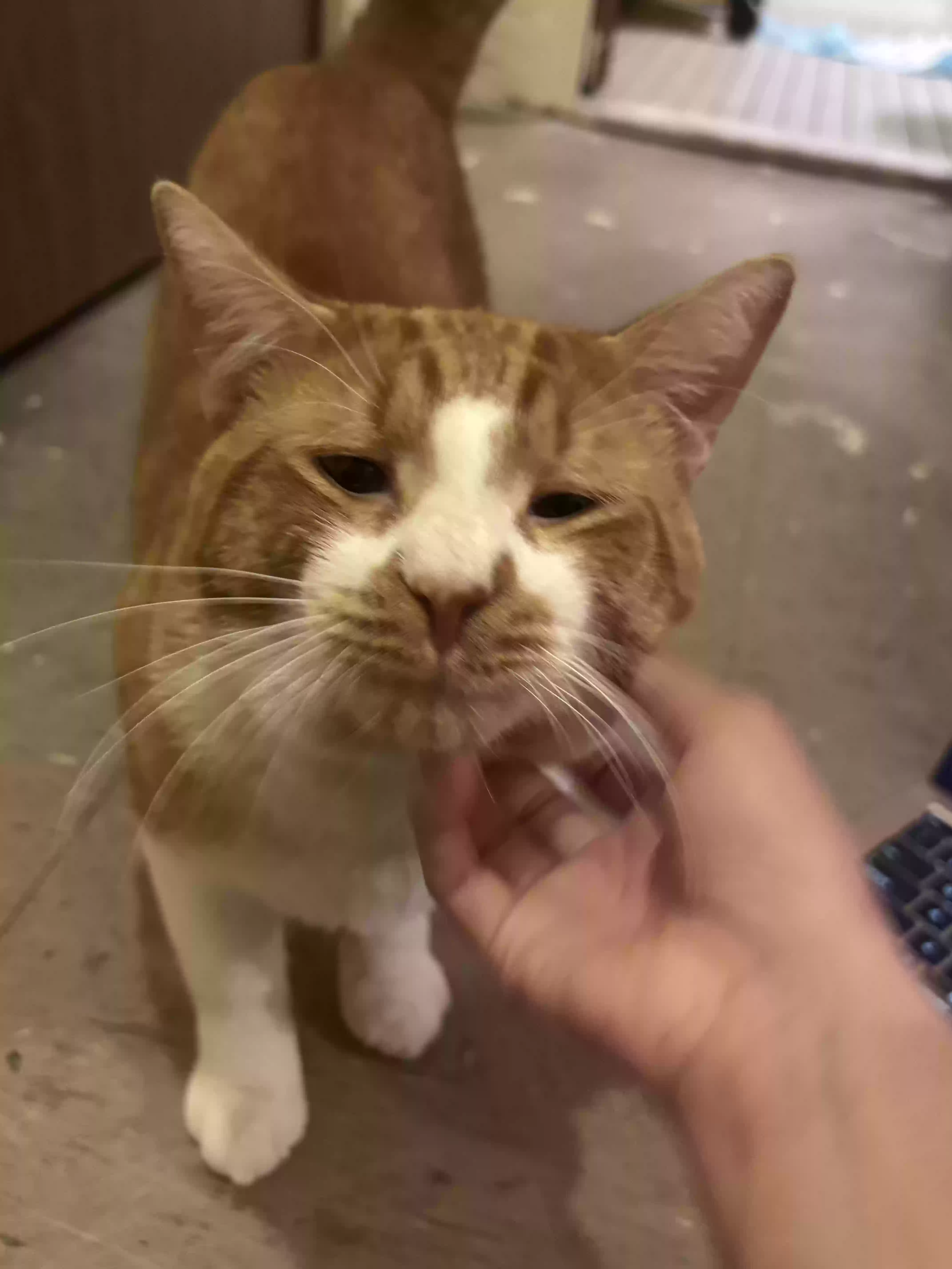 adoptable Cat in Jamaica,NY named Pumpkin