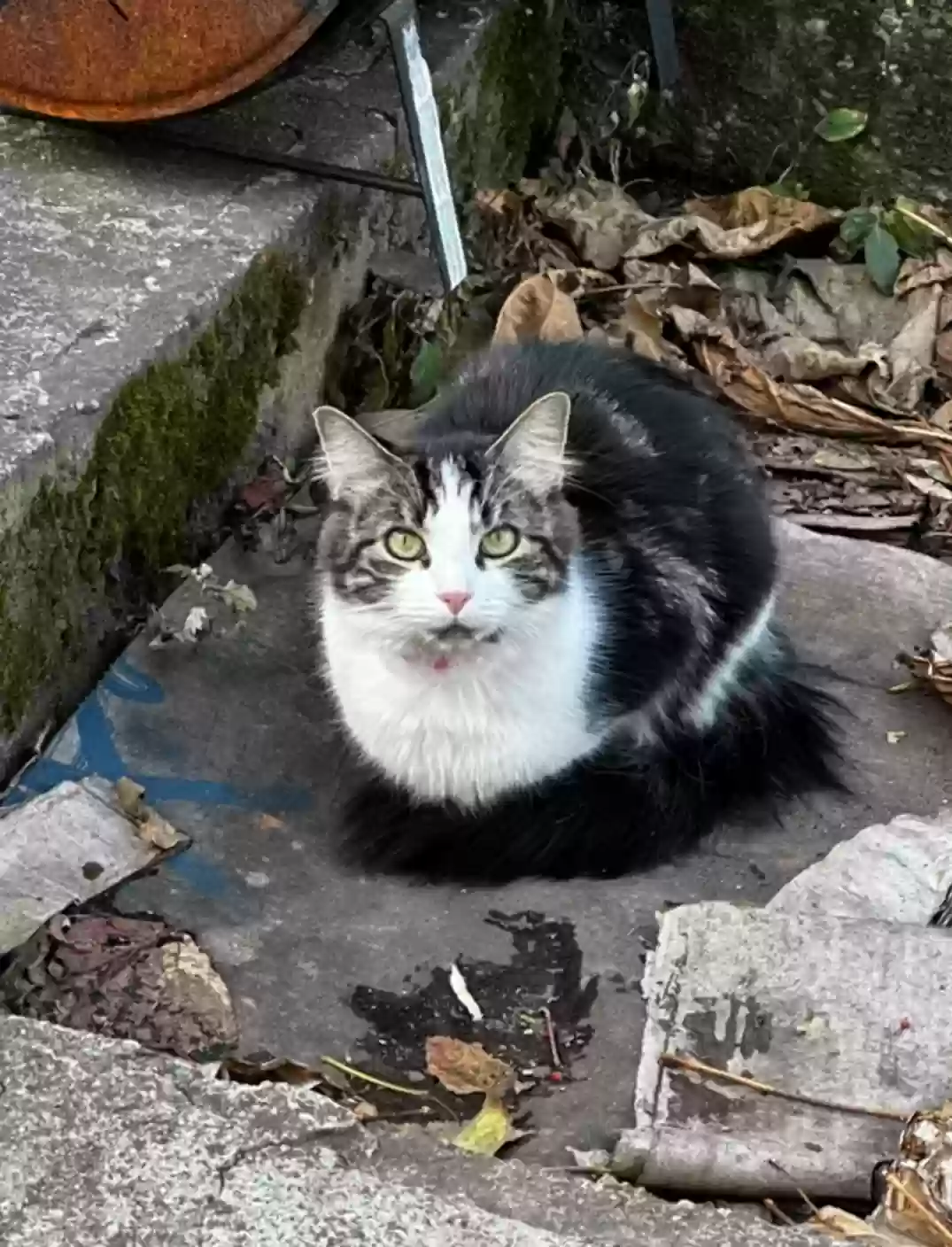 adoptable Cat in Brooklyn,NY named