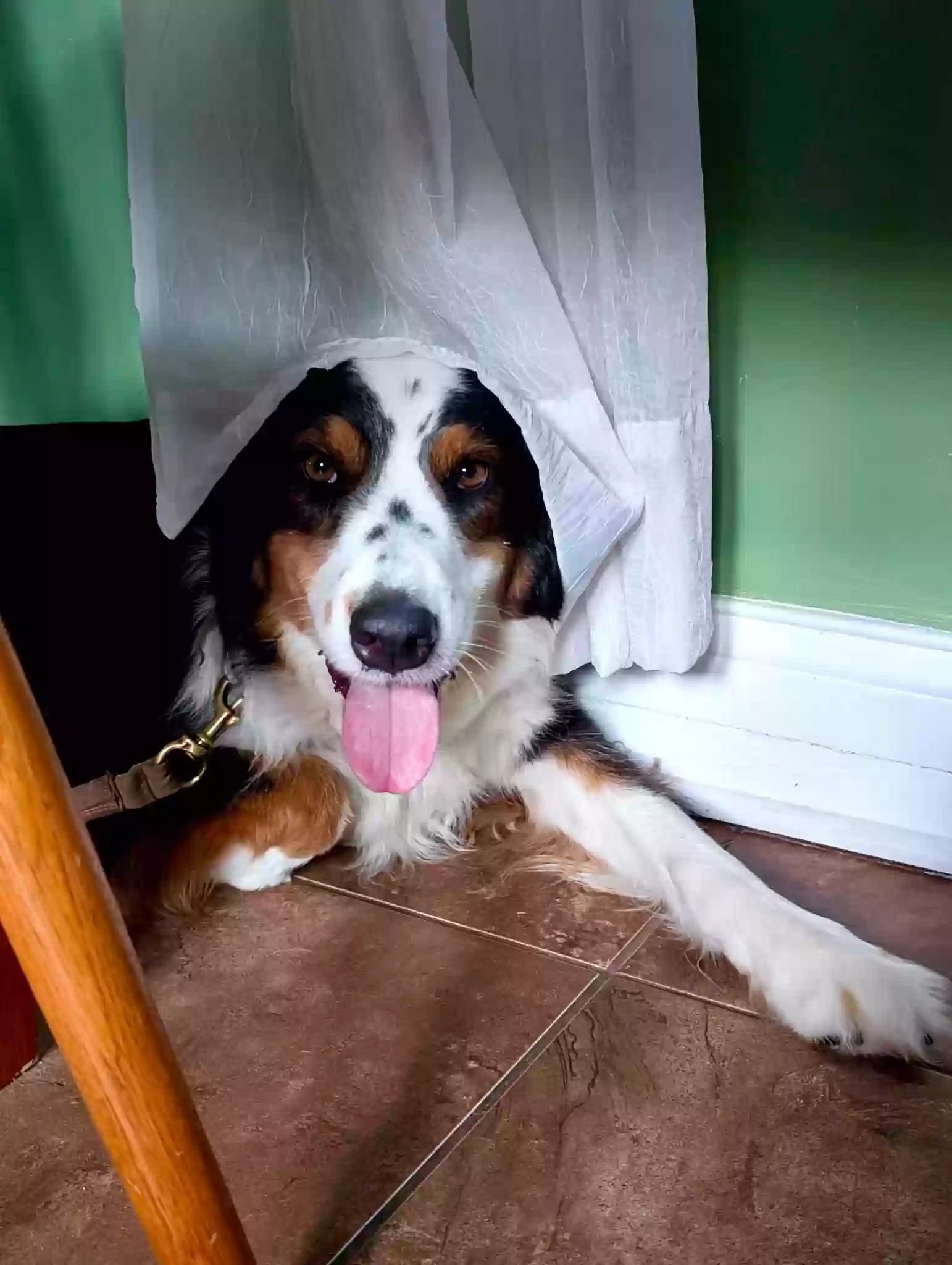adoptable Dog in Latonia,KY named Maxwell