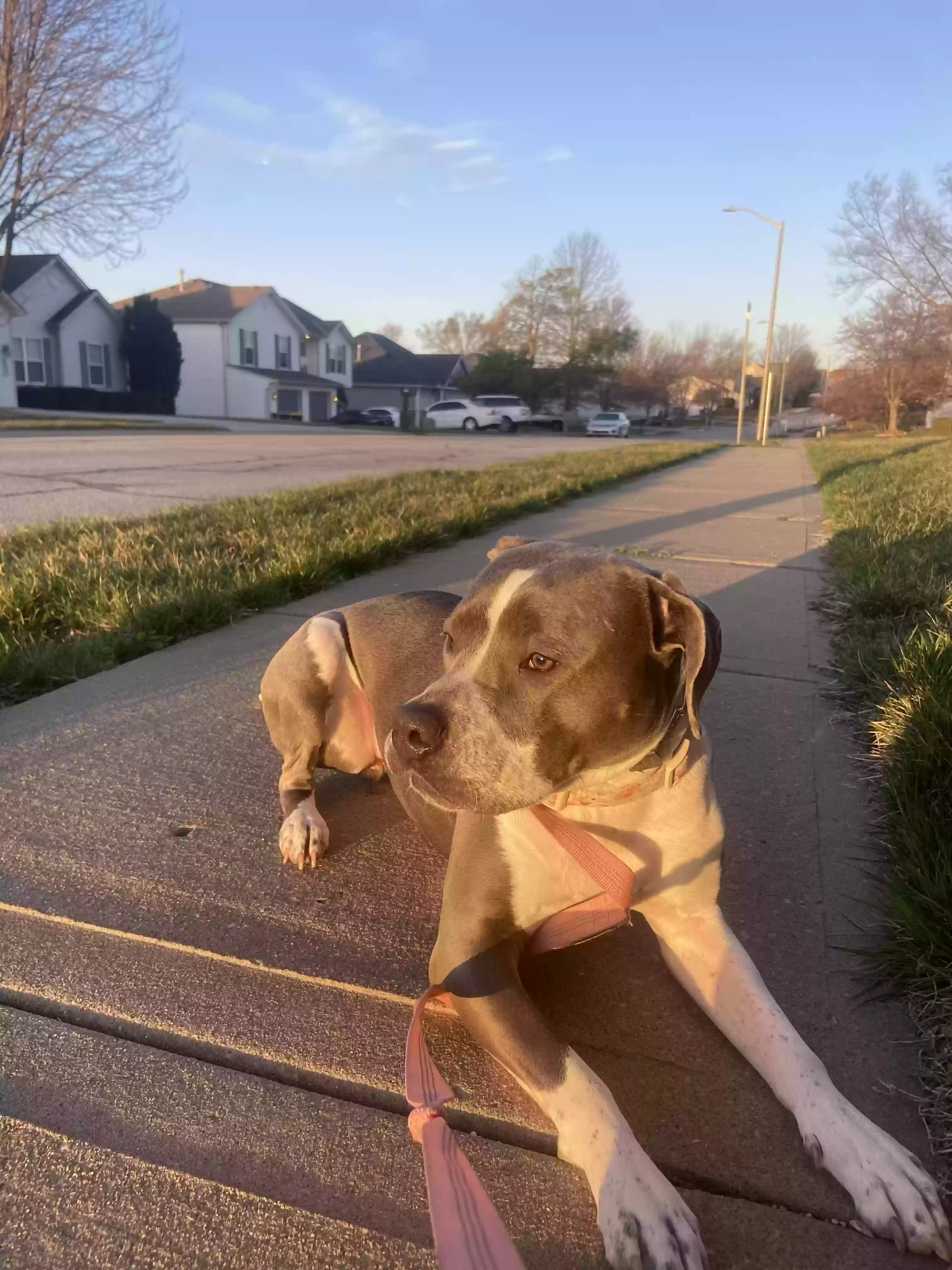 adoptable Dog in Kansas City,MO named Birdie