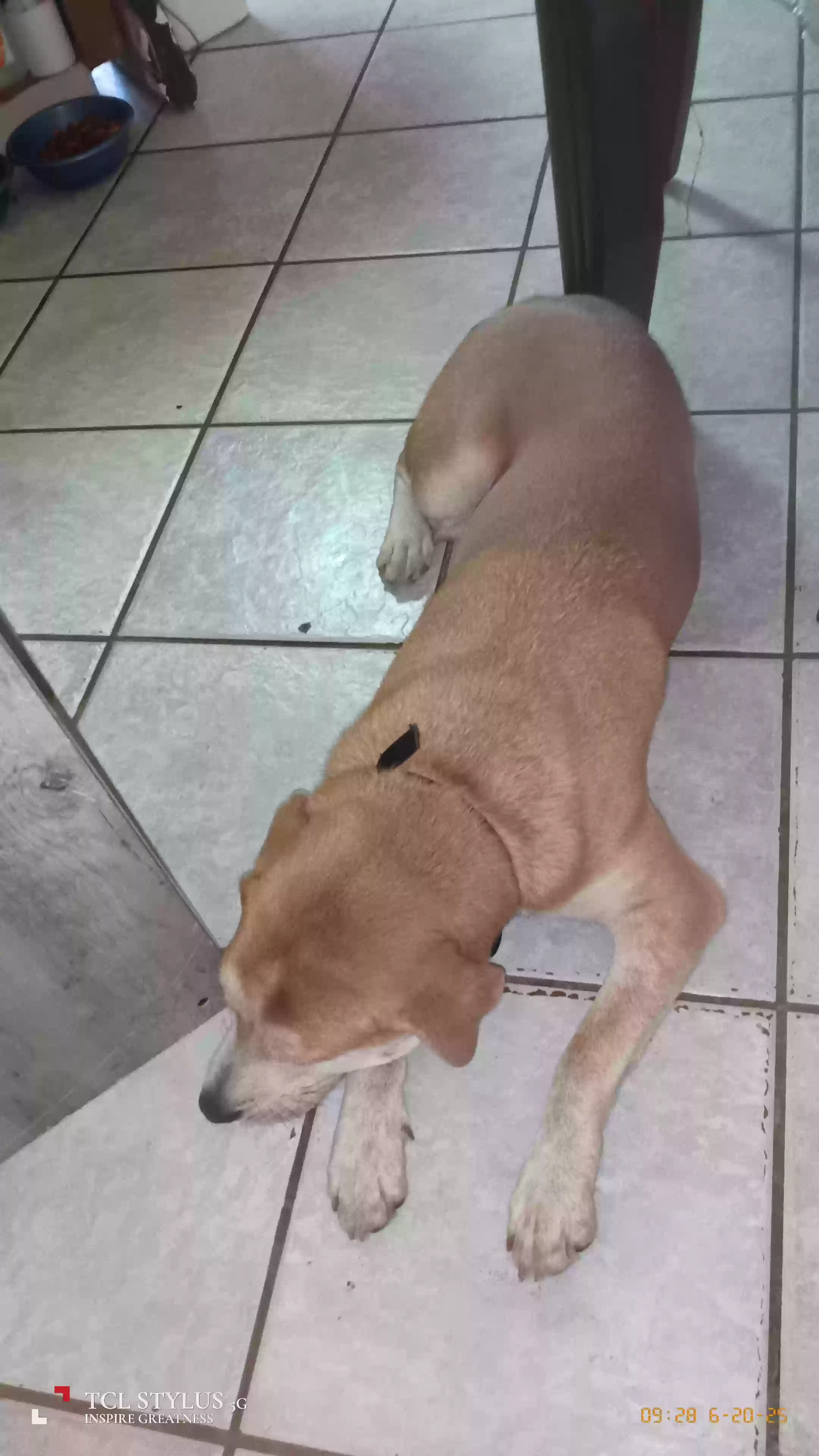 adoptable Dog in Corpus Christi,TX named