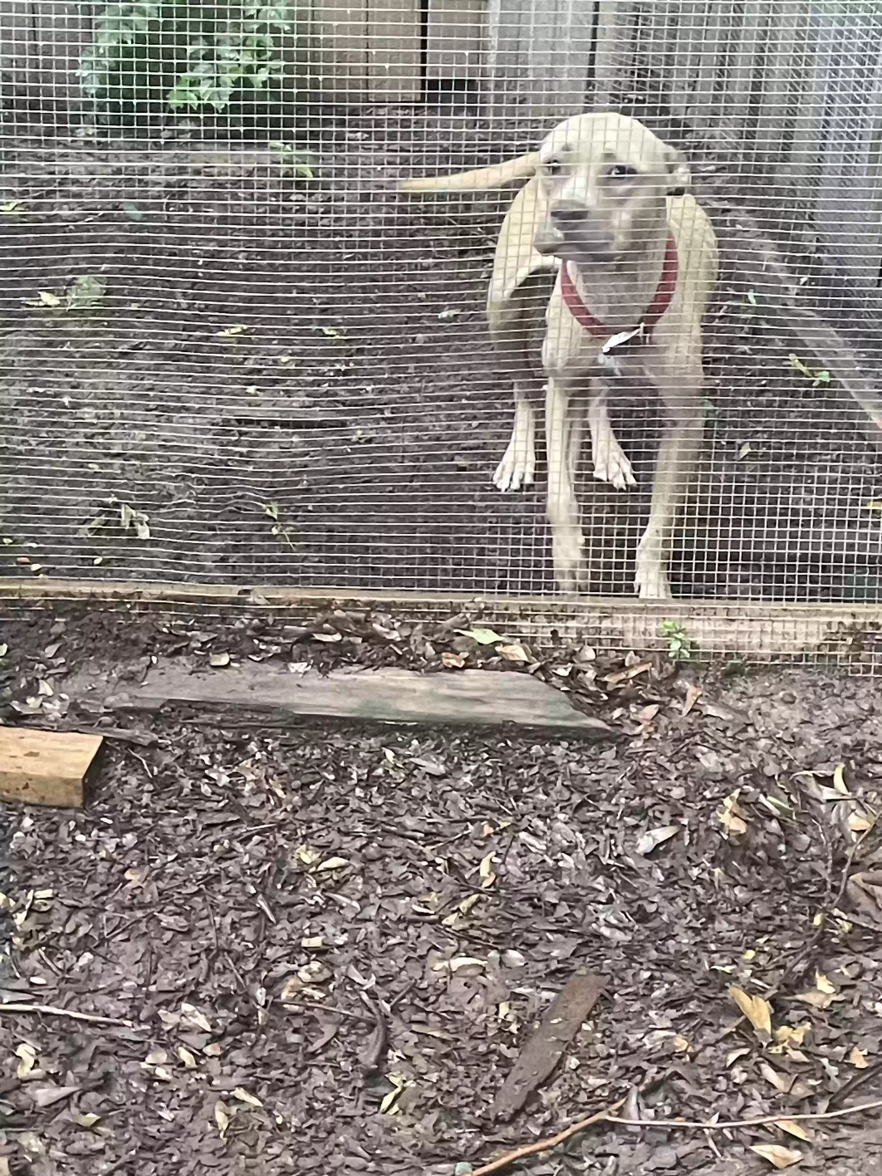 adoptable Dog in Alexandria,LA named Nautica