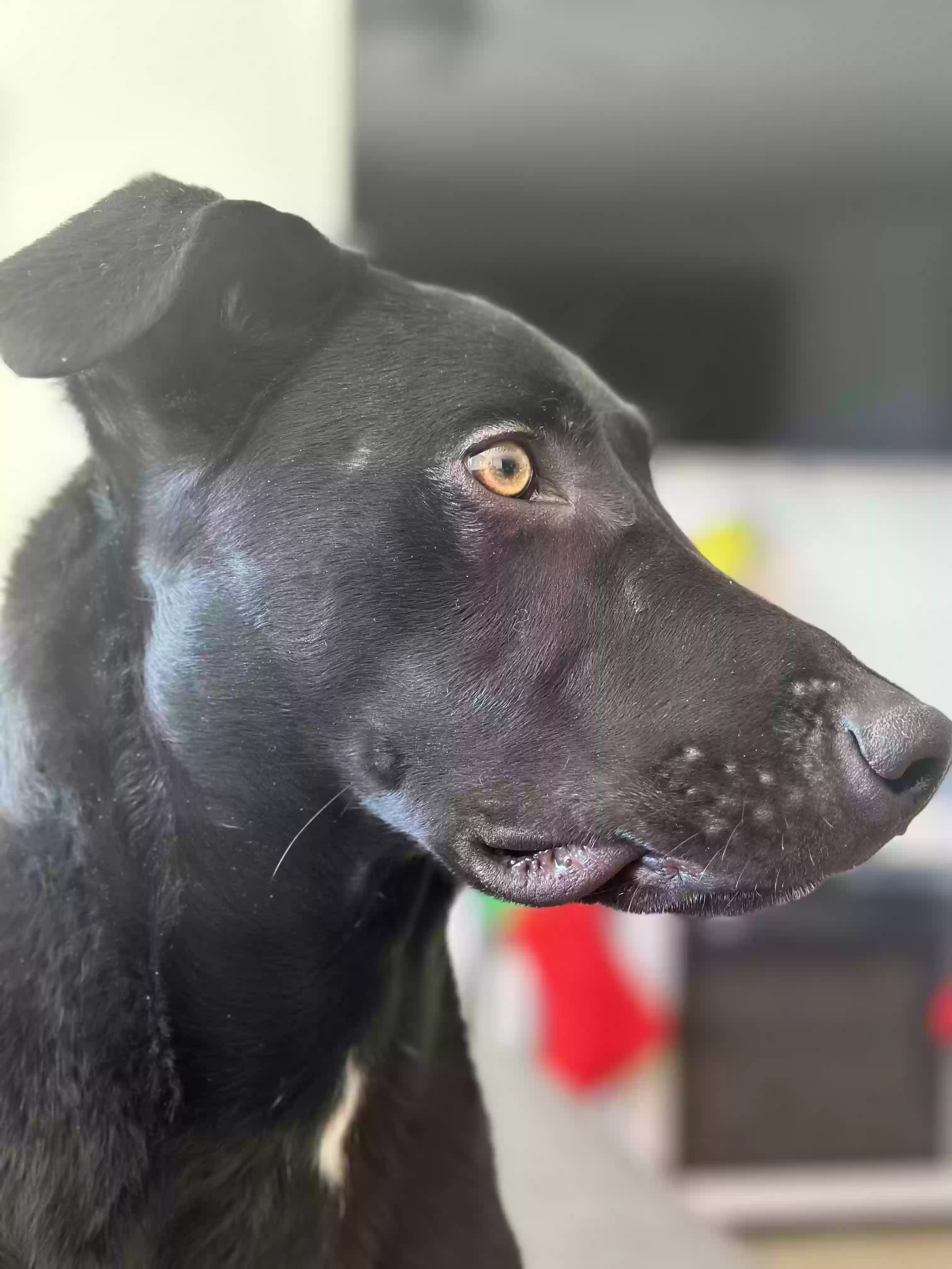 adoptable Dog in Goodyear,AZ named Little