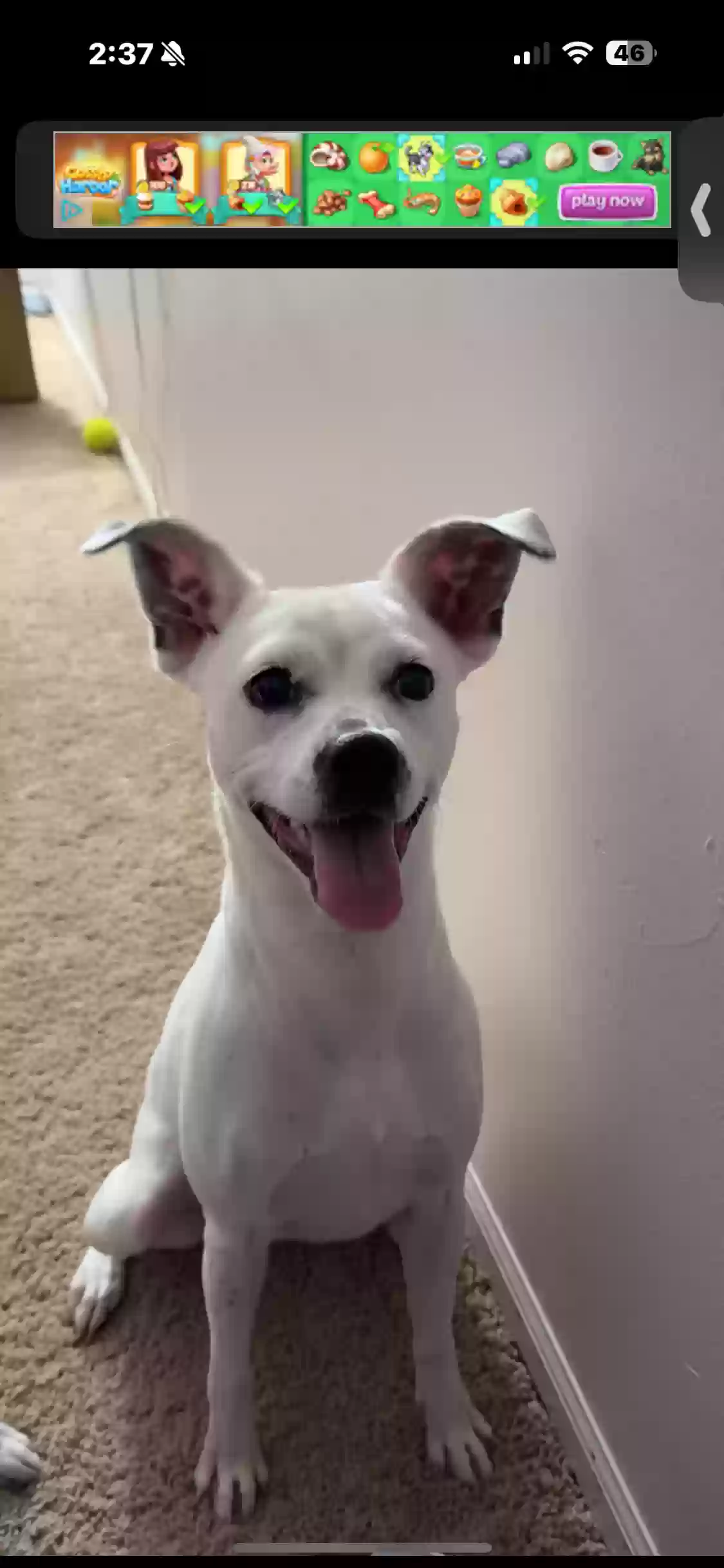 adoptable Dog in Marysville,OH named Poppy/monkey
