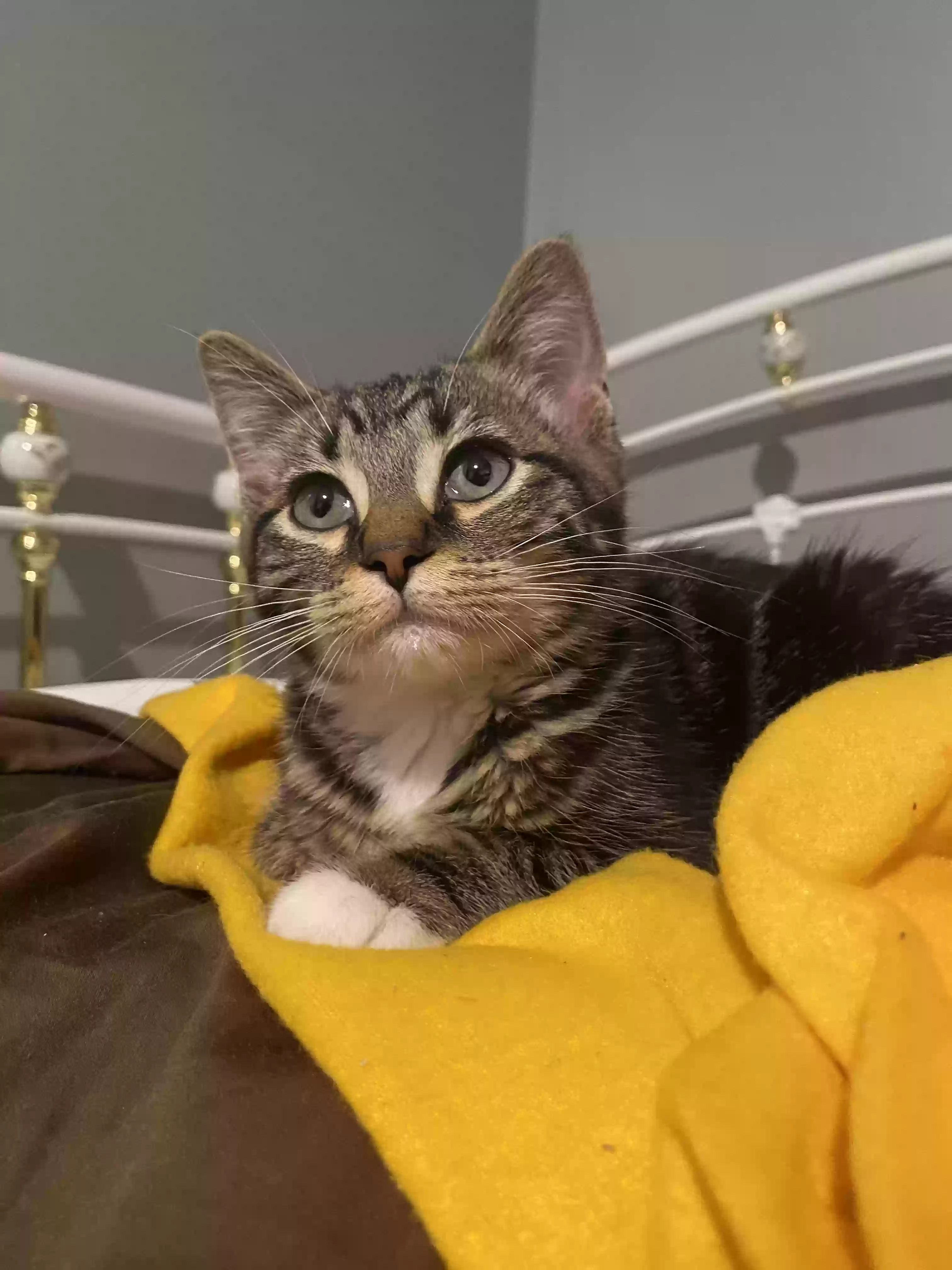 adoptable Cat in Port Huron,MI named 