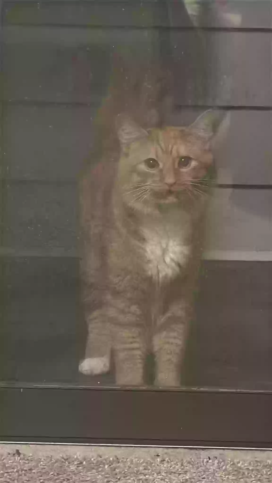 adoptable Cat in Mableton,GA named IGOR