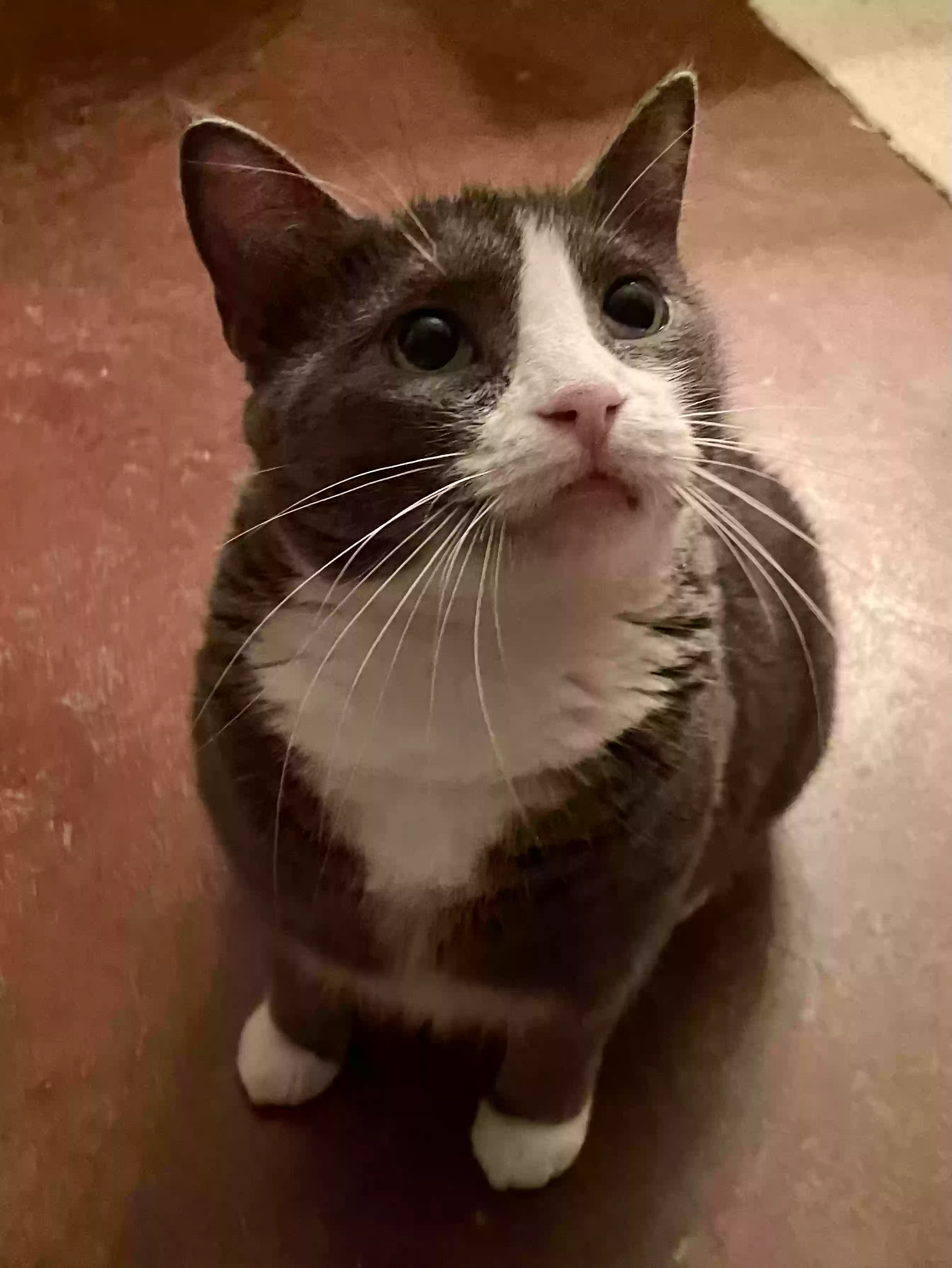 adoptable Cat in Springtown,TX named Boots