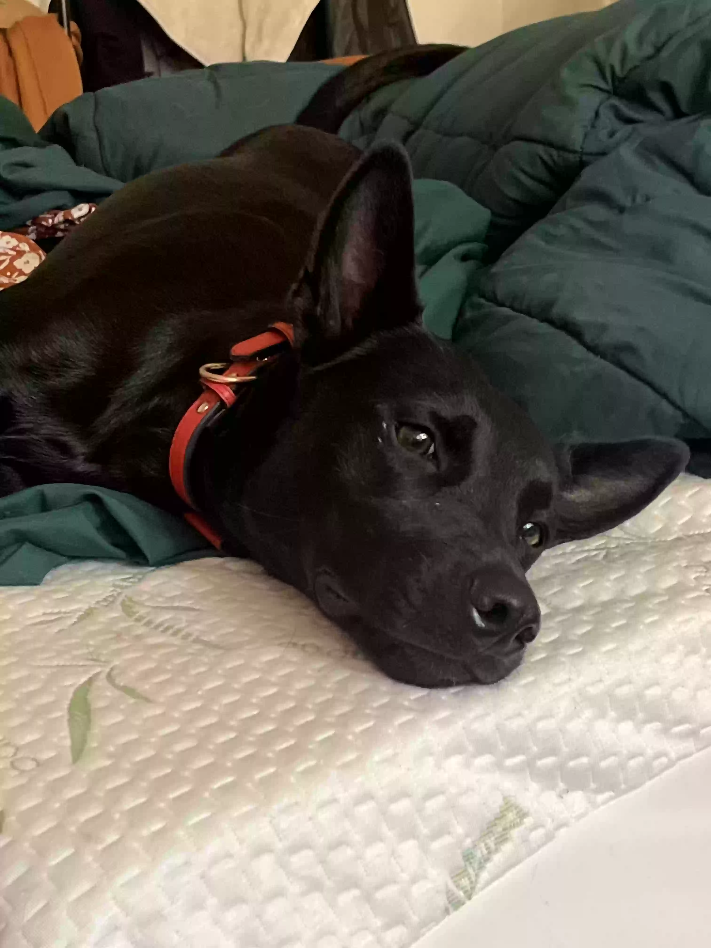 adoptable Dog in Atlanta,GA named Xena